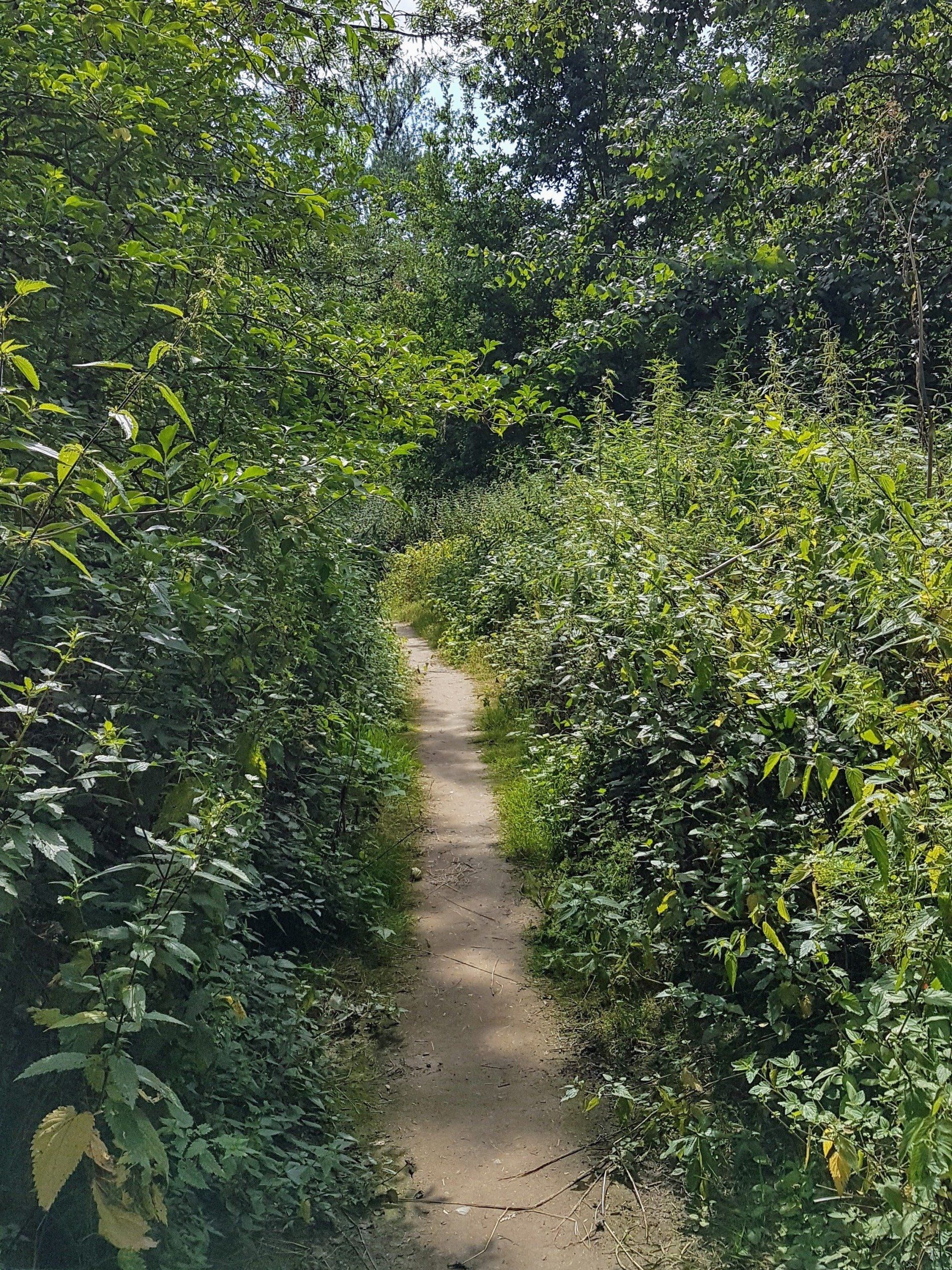 Naturpfad auf Grafenwerth