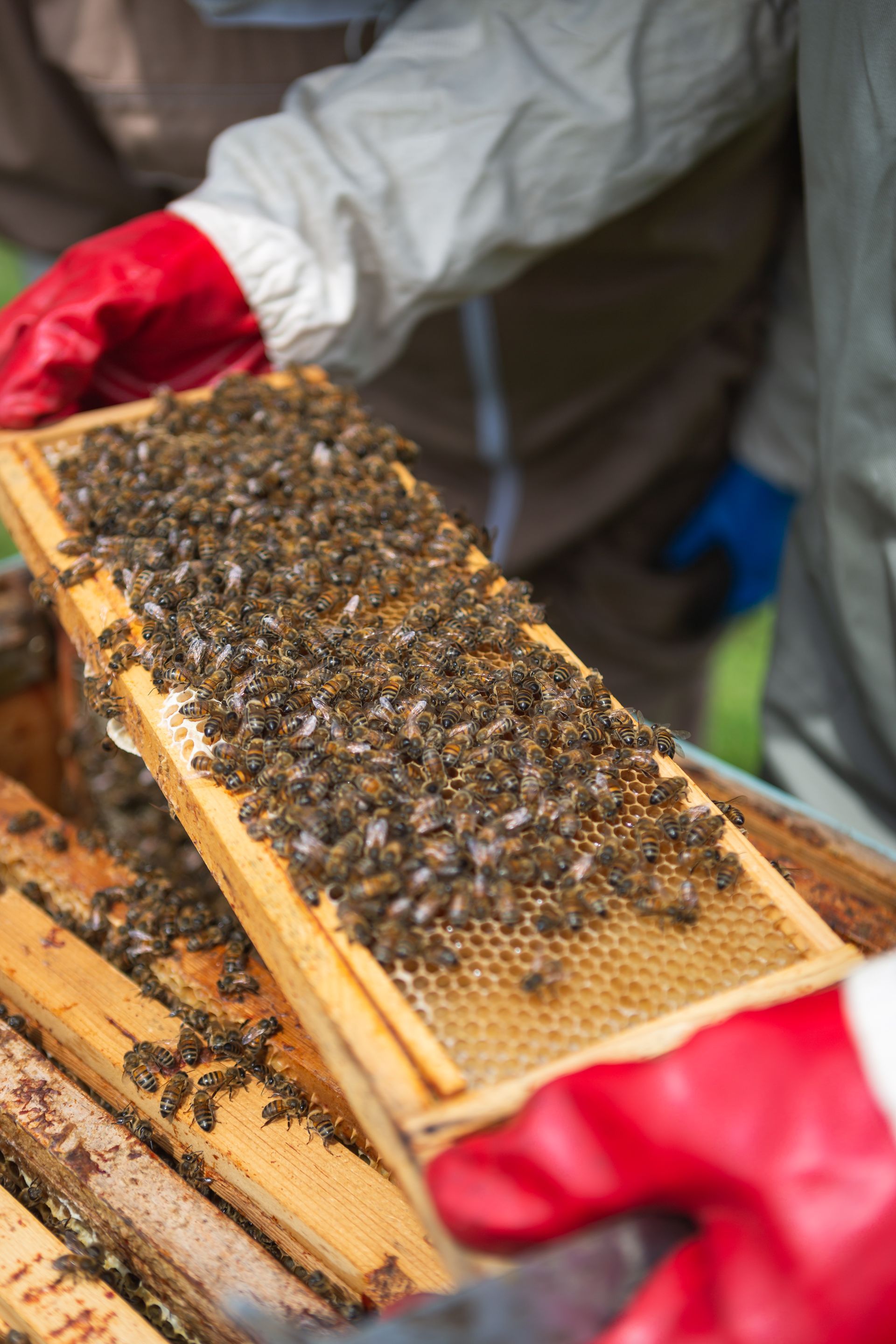 learn about swarm control, queenlessness, varroa control and winter feeding