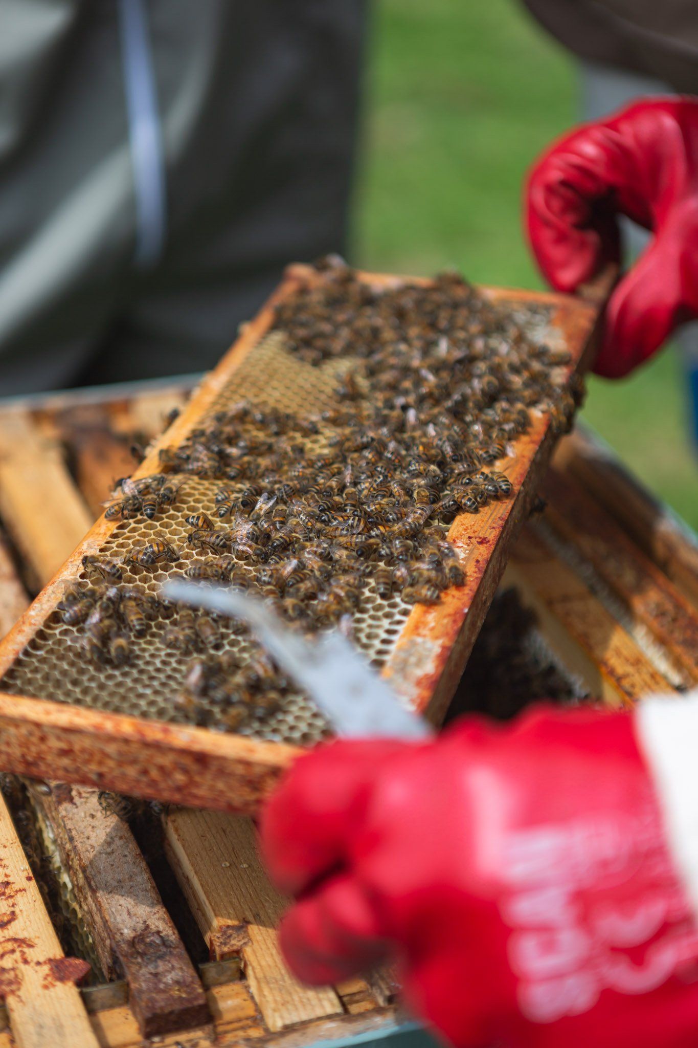 calm, placid bees