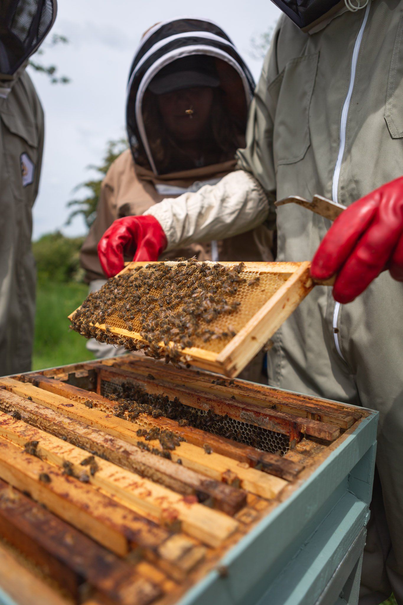a range of hives and equipment on display