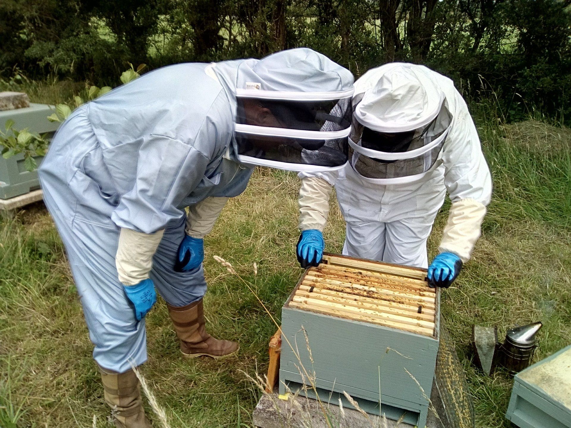 learn how to inspect a hive
