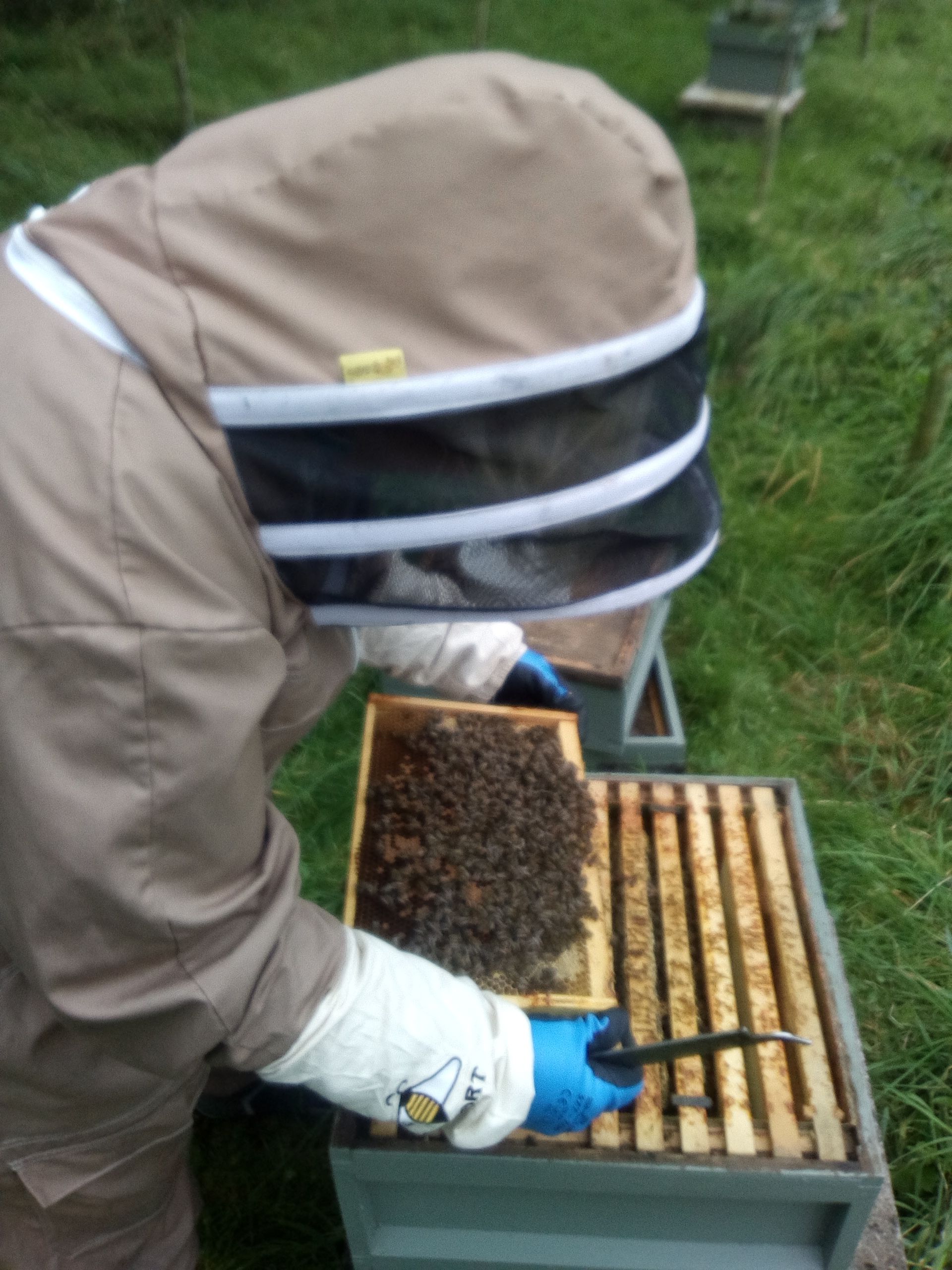 first hand experience of handling bees