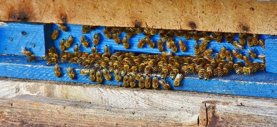 Beekeeping talks can be pitched at all levels of audience
