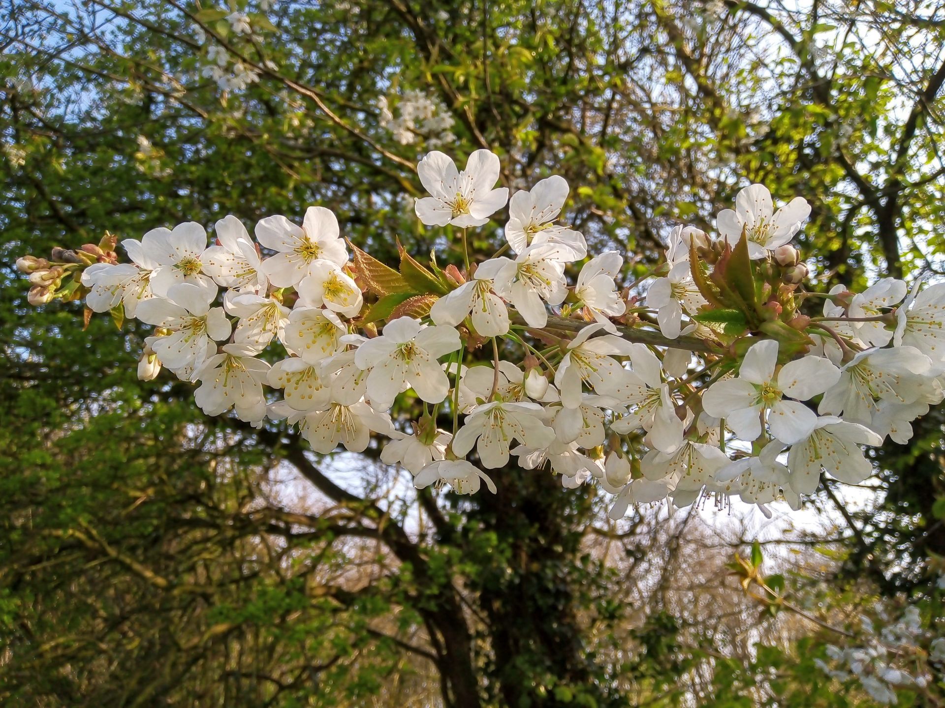 Spring as arrived for beekeepers