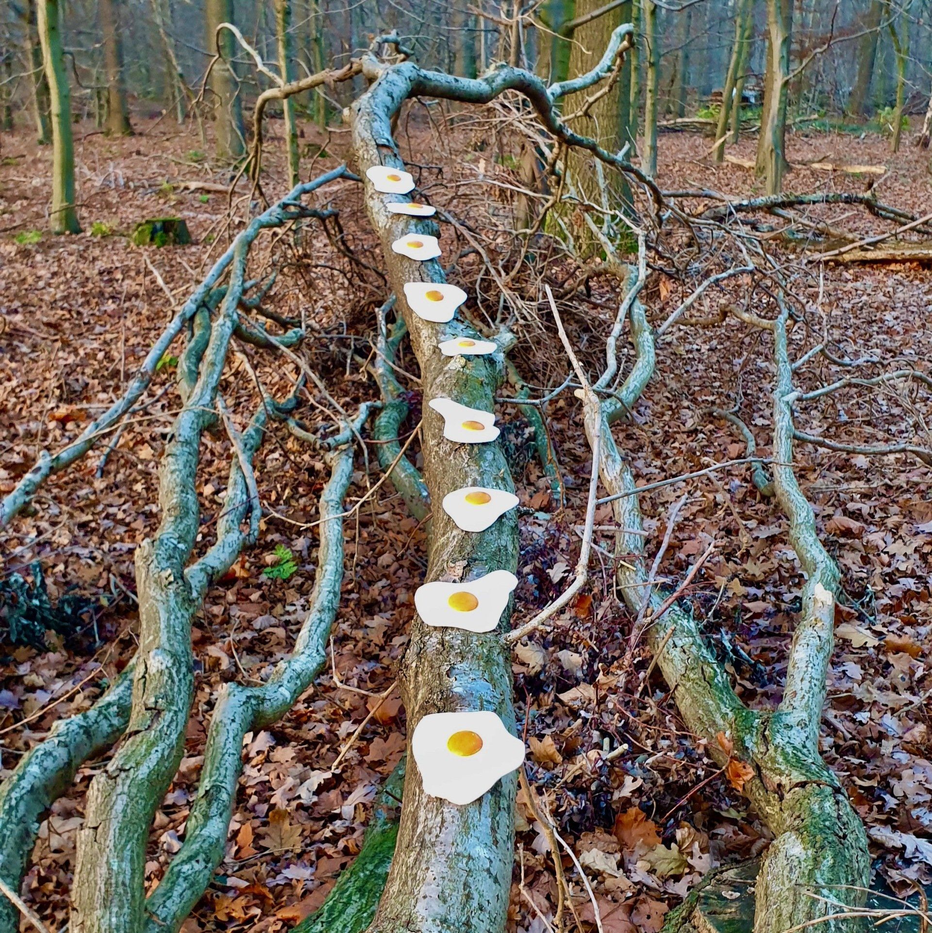 Das Bild zeigt Spiegeleier-Skulpturen von Bildhauer und Künstler Oliver Pohl aus Haste bei Wunstorf am Steinhuder Meer. Das Foto ist im Haster Wald entstanden.