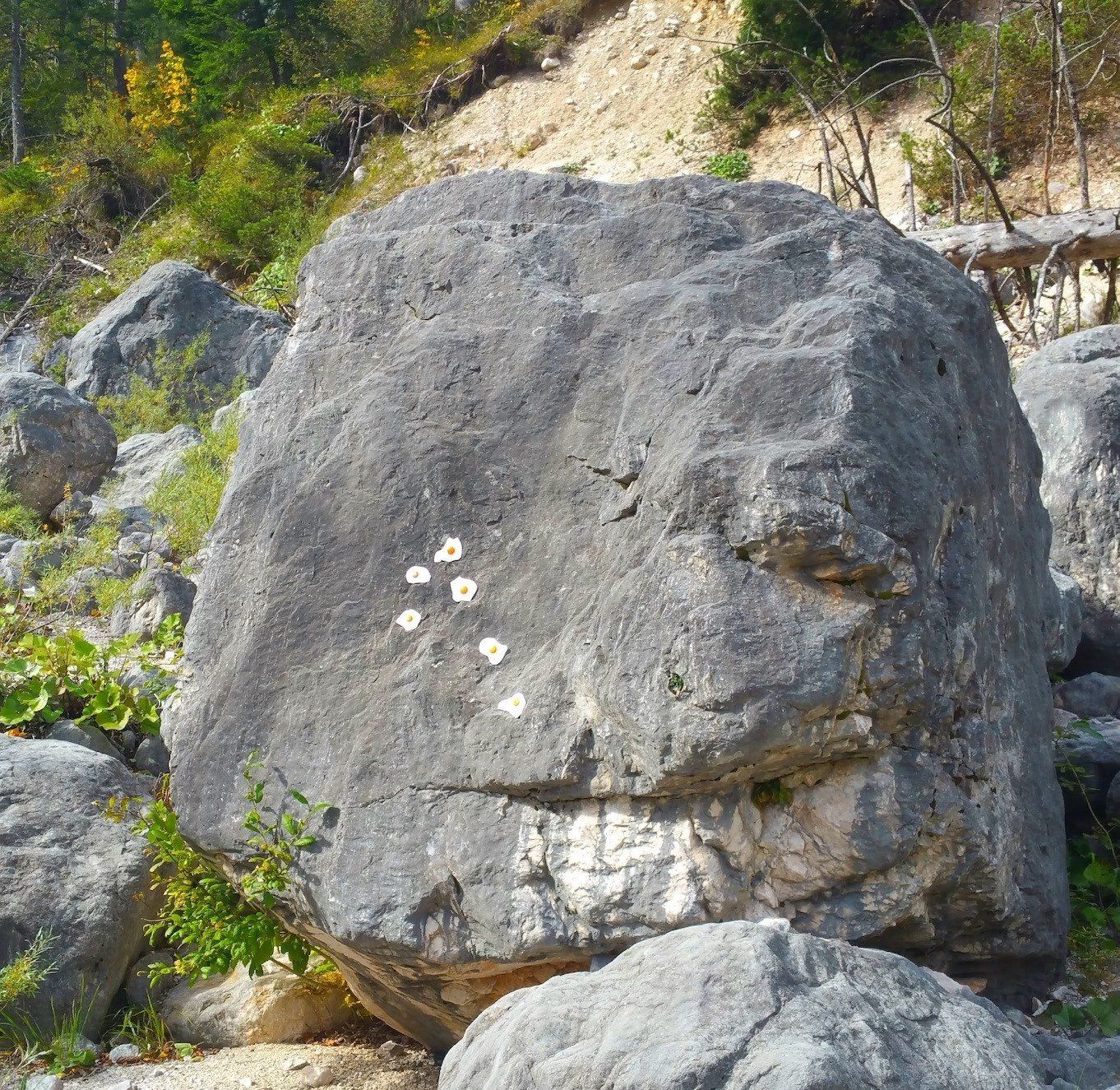Das Bild zeigt Spiegeleier-Skulpturen von Bildhauer und Künstler Oliver Pohl aus Haste bei Wunstorf am Steinhuder Meer. Das Foto ist an einem Gebirgsbach bei Berchtesgaden entstanden.