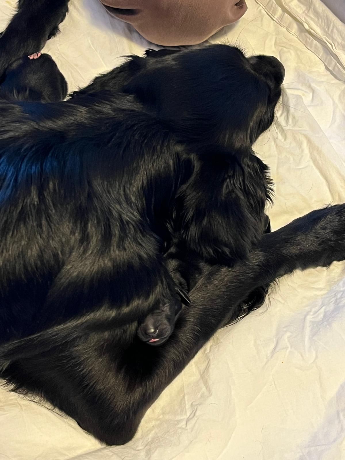 Im Kennel vom Rahlstedter Gehölz hat Gracy aus dem Osten Holsteins & Jarvid Aragorn of Firien Wood am 10.04/11.04.2025
Nachwuchs bekommen. 5 Rüden & 6 Hündinnen und alle plus die Mama sind wohl auf.