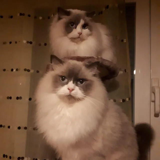 adopcion, adoptame, gatos en adopcion , adopción guadalajara azuqueca de henares clinica veterinaria asociacion sol mis tres lindos gatunos