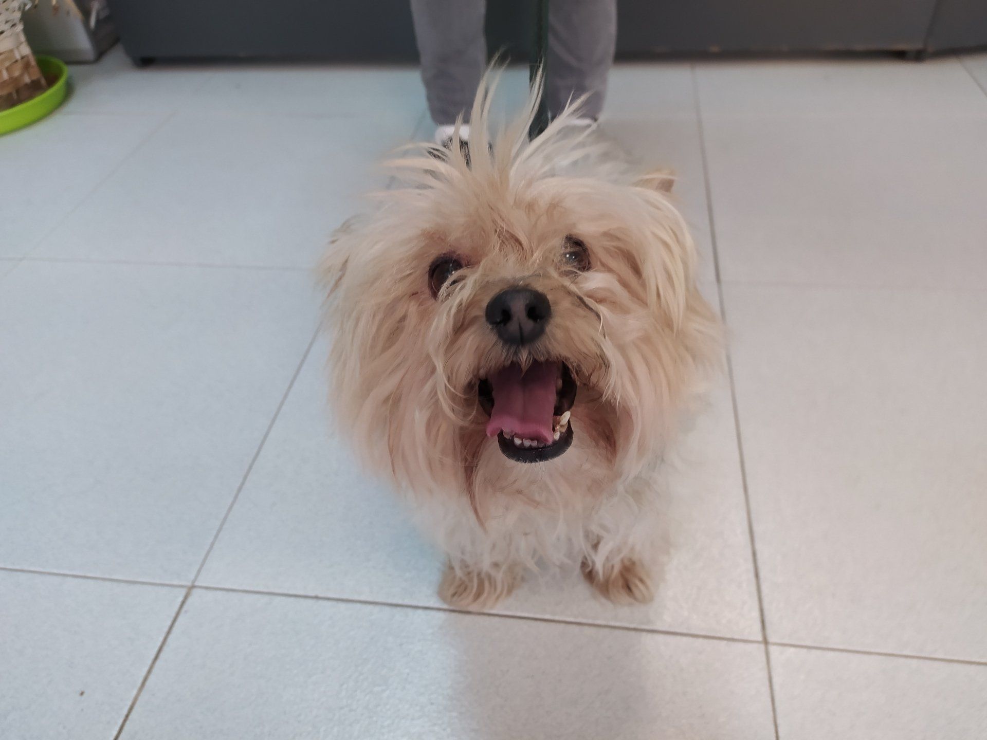 clinica veterinaria azuqueca dehenares veterinaria dakota gosbi ozono peluqueria canina