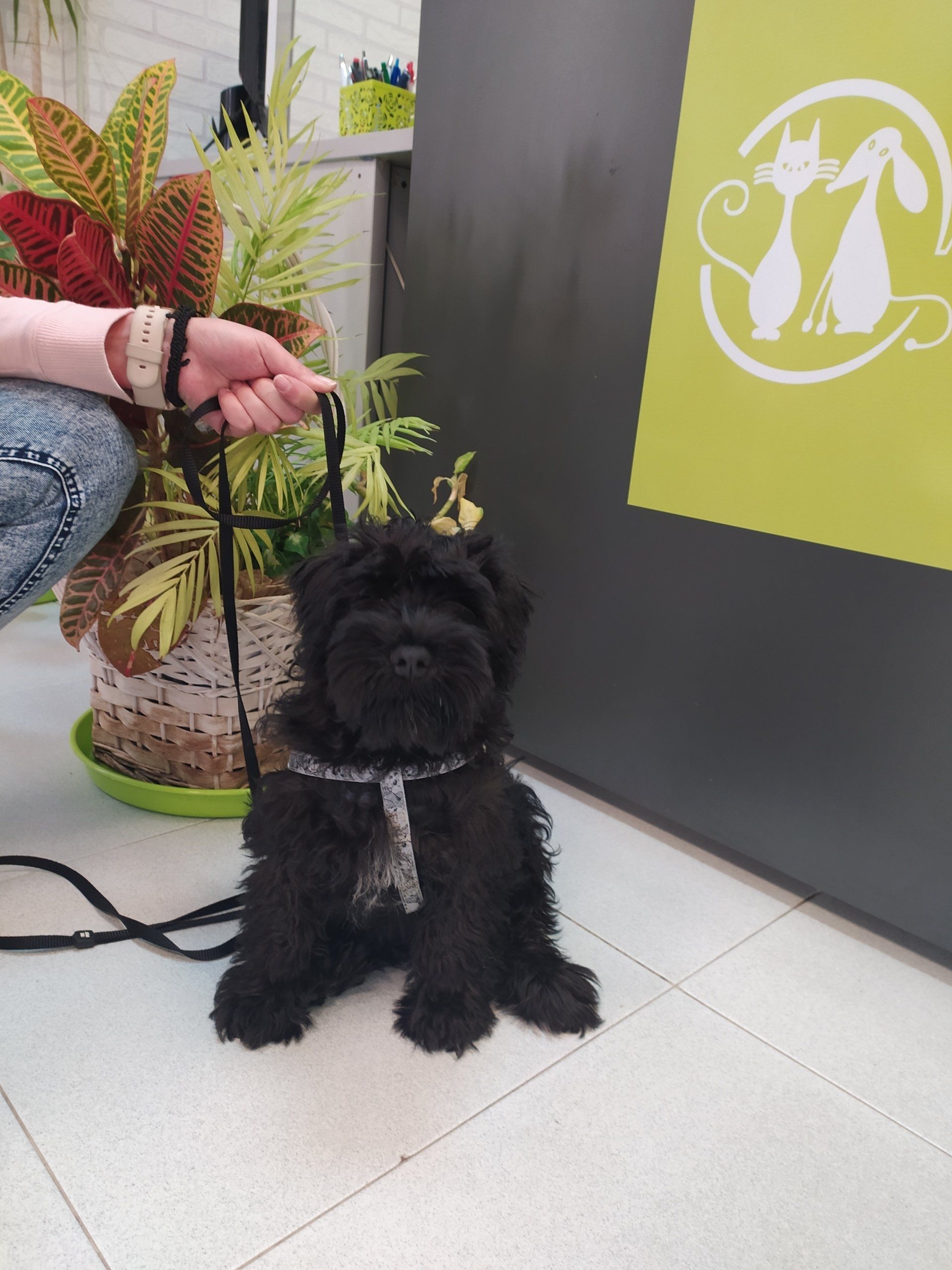 clinica veterinaria dakota azuqueca de henares guadalajara piensos gosbi dietas alimentacion peluqueria canina ozono autolavado