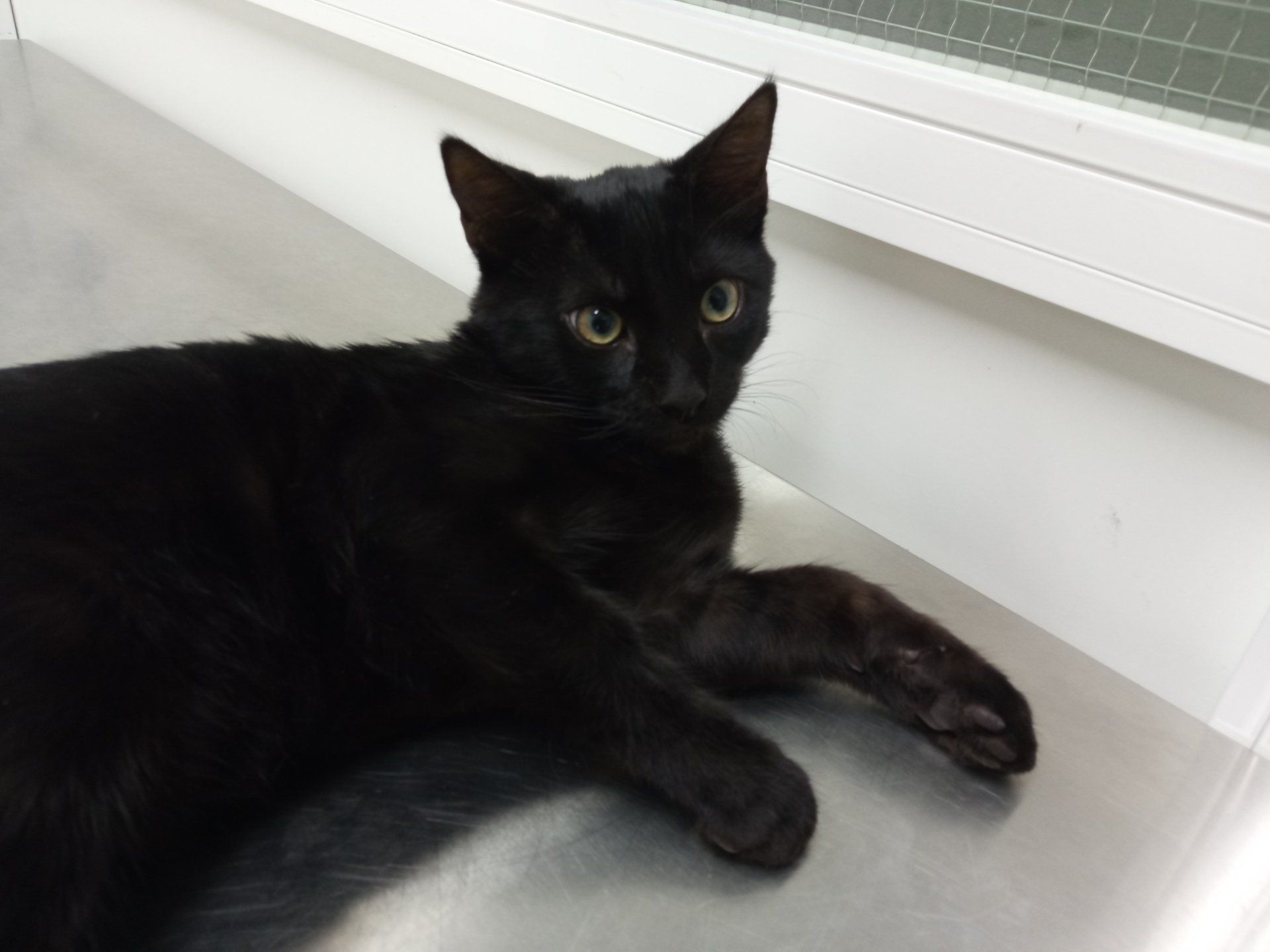 clinica veterianria azuqueca de henares dakota guadalajara peluqueria canina gatos gatitos vacunas ozono phovia