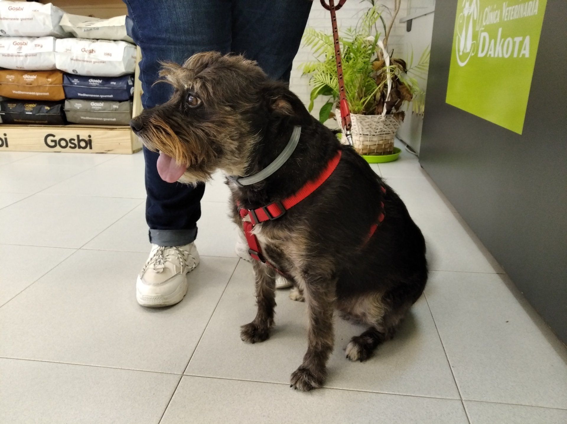 clinica veterinaria dakota azuqueca de hnares guadalajara gosbi ozono peluqeria canina