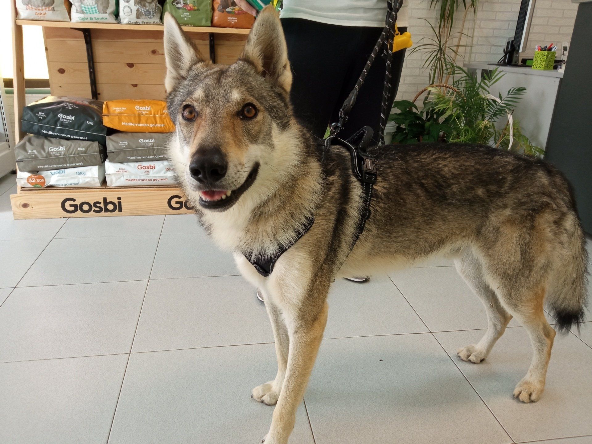 clinica veterianria dakota azuqueca de henares guadalajara gosbi peluqeria canina lobo vacunas ozono piensos