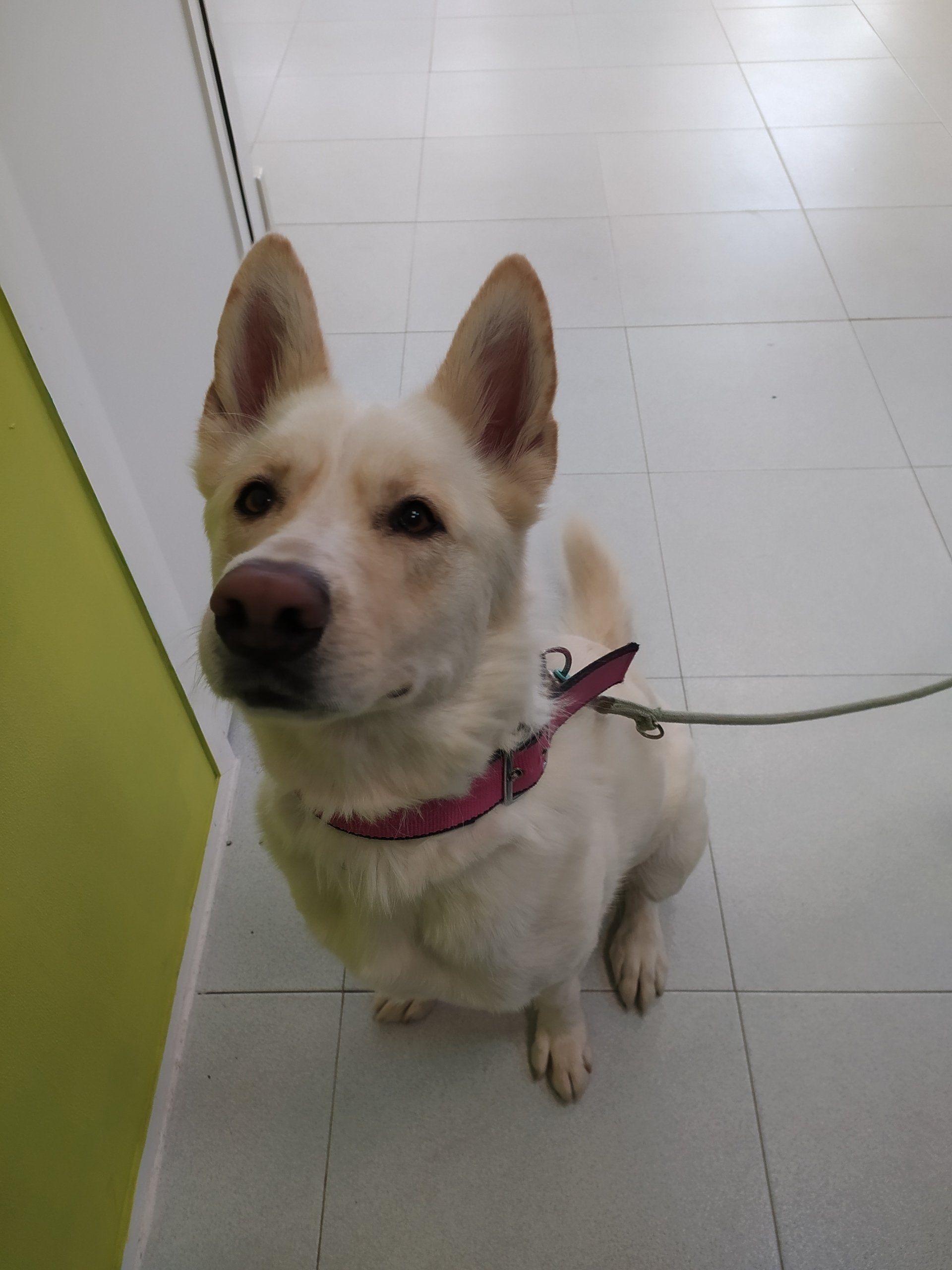 CLINICA VETERINARIA DAKOTA AZUQUECA DE HENARES GUADALAJARA GOSBI PELUQUERIA CANINA OZONO