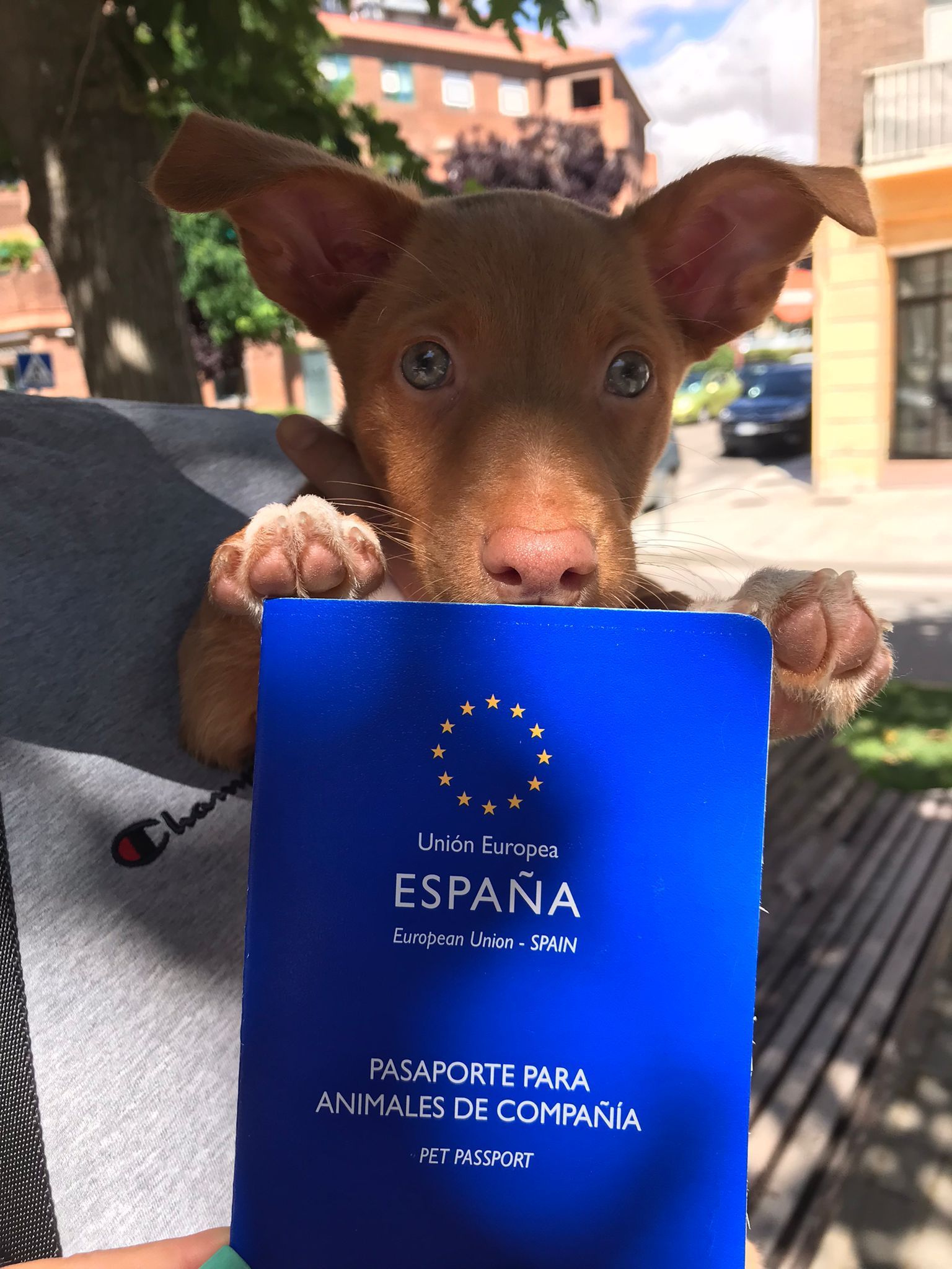 podenco cachorro perro clinica veterinaria dakota azuqueca de henares guadalajara peluqueria canina primera vacuna vacunacion cachorros ozonoterapia gosbi