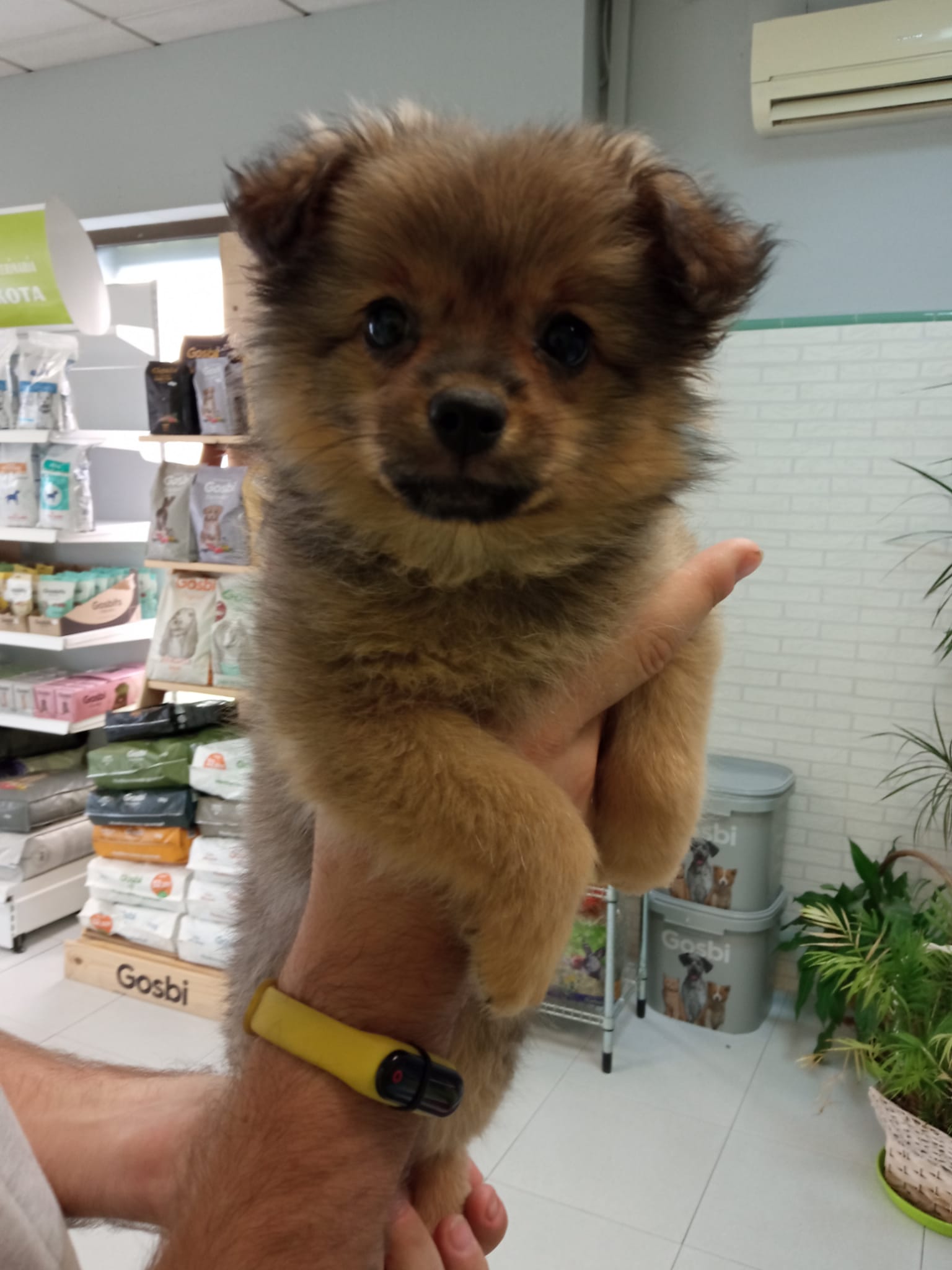 caxchorro clinica veterinaria dakota azuqueca de henares guadalajara peluqueria canina pomerania gosbi ozono