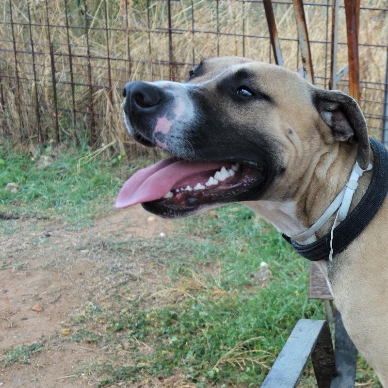 clinica veterinaria dakota azuqueca de henares guadalajara adopcion casa de acogida adoptante protectora cachorros perros gatos gosbi advance hill's royal cain peluqueria canina ozono accesorios pienso