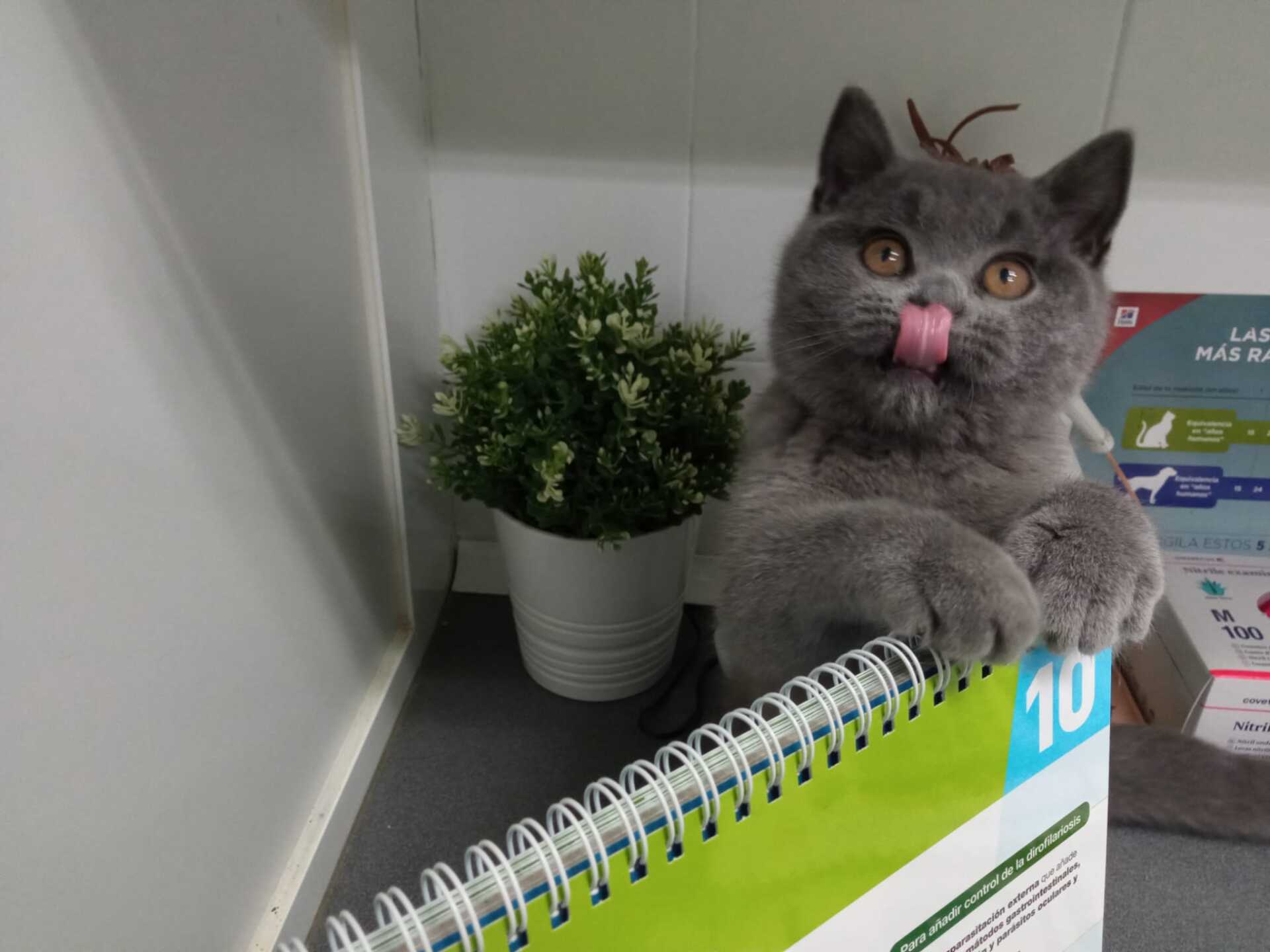 clinica veterinaria dakota azuqueca de henares guadalajara cnsulta vacuna gato peluqueria gosbi