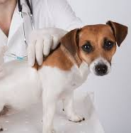 medicina veterinaria azuqueca de henares guadalajara clinica veterinaria analisis electrocardiografia vacunas antiparasitarios