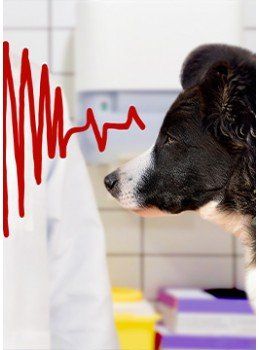 electrocardiografia canina y felina clinica veterianria dakota azuqueca de henares guiadalajara