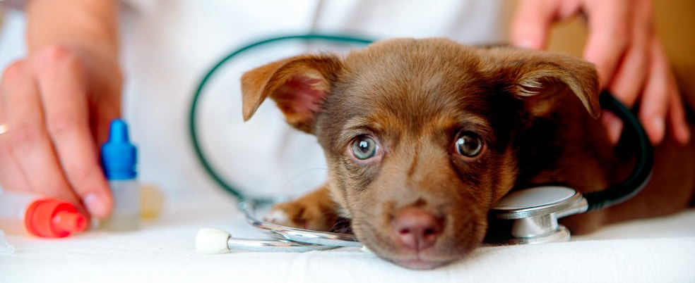 medicina general, interna, veterinaria, perros y gatos