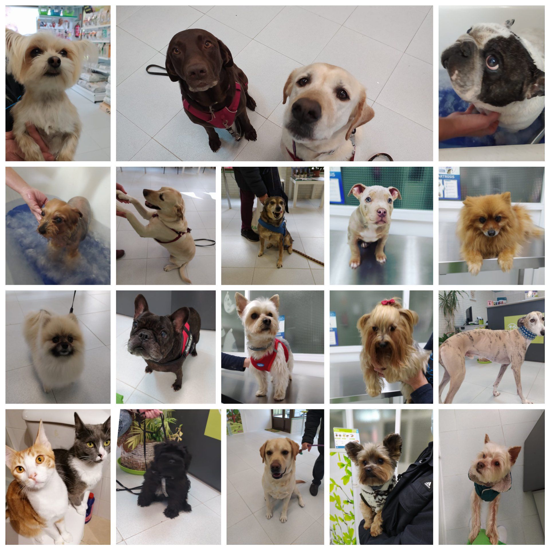 clinica veterinaria dakota azuqueca de henares guadalajara gosbi peluqueria canina ozono