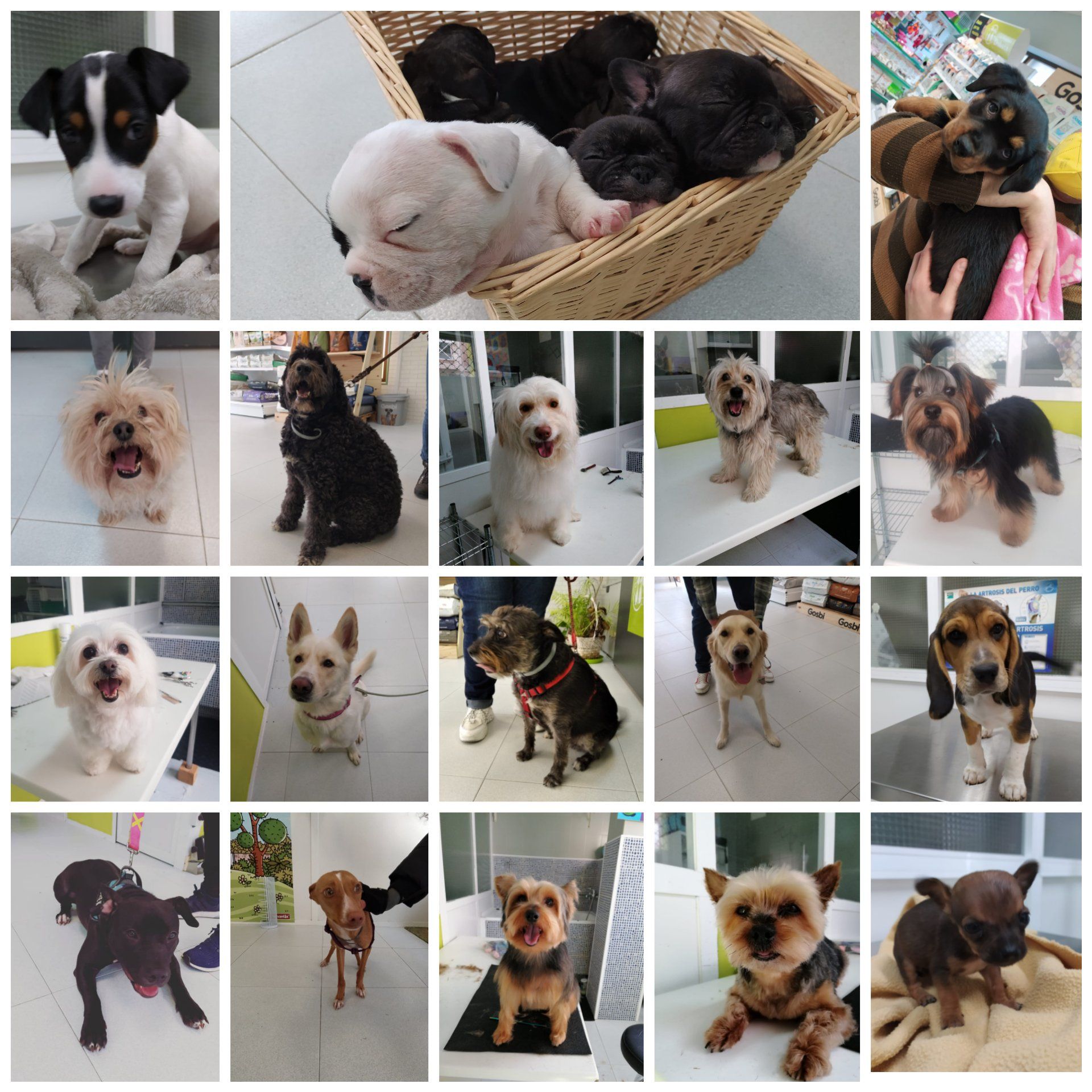 clinica veterinaria dakota guadalajara azuqueca de henares gosbi peluqueria canina ozono accesorios alimentacion