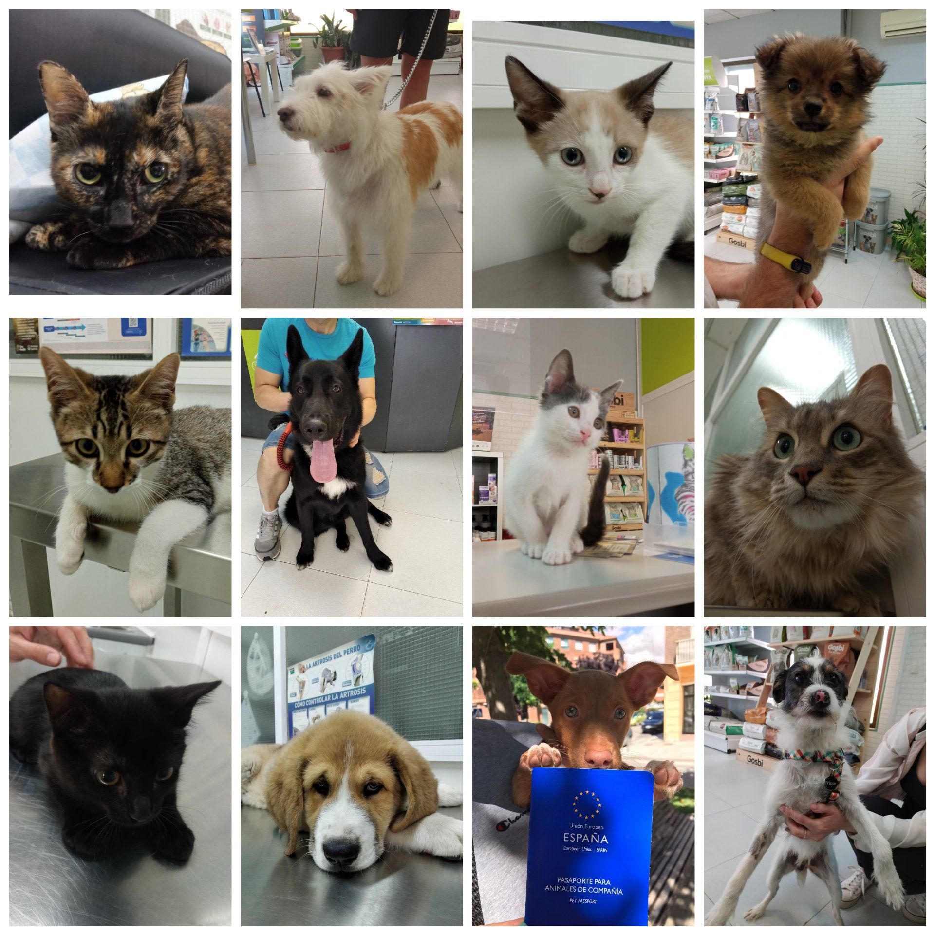 clinica veterinaria dakota azuqueca de henares guadalajara gosbi peluqueria canina tienda alimentacion ozono ozonoterapia accesorios perros cachorros