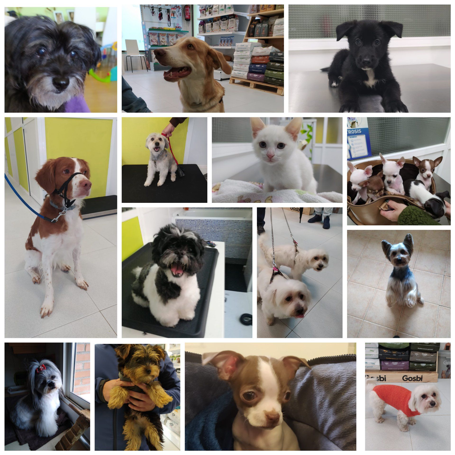 clinica veterinaria dakota azuqueca de henares guadalajara gosbi peluqueria canina perros gatos alimentacion accesorios