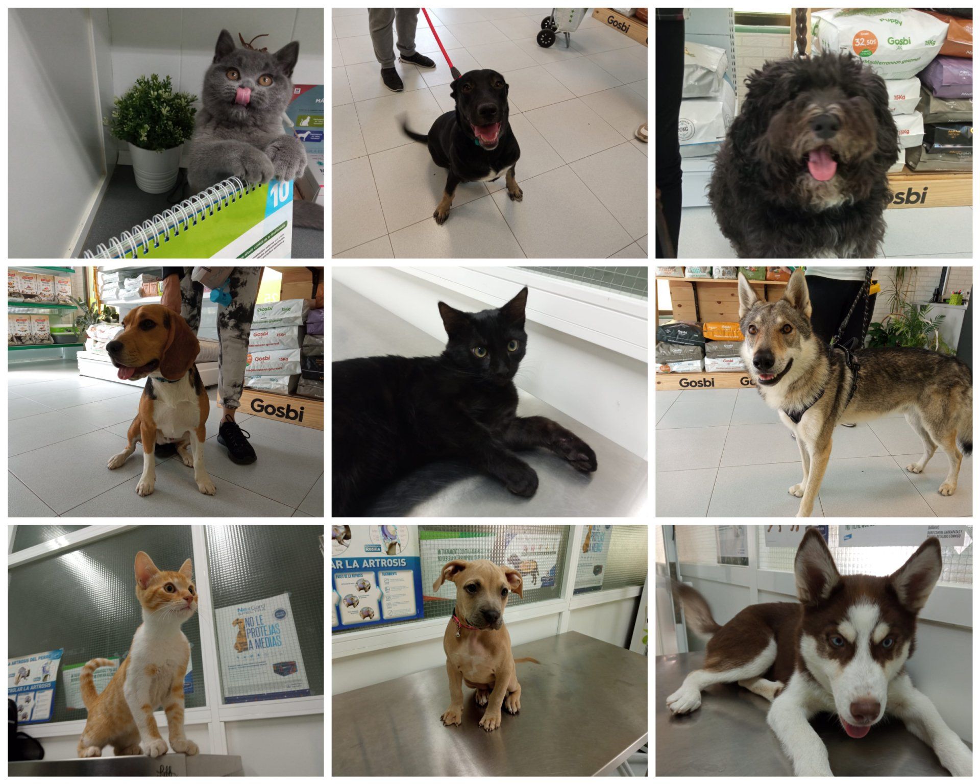 clinica veterinaria dakota azuqueca de henares peludetes guadalajara peluqueria gosbi