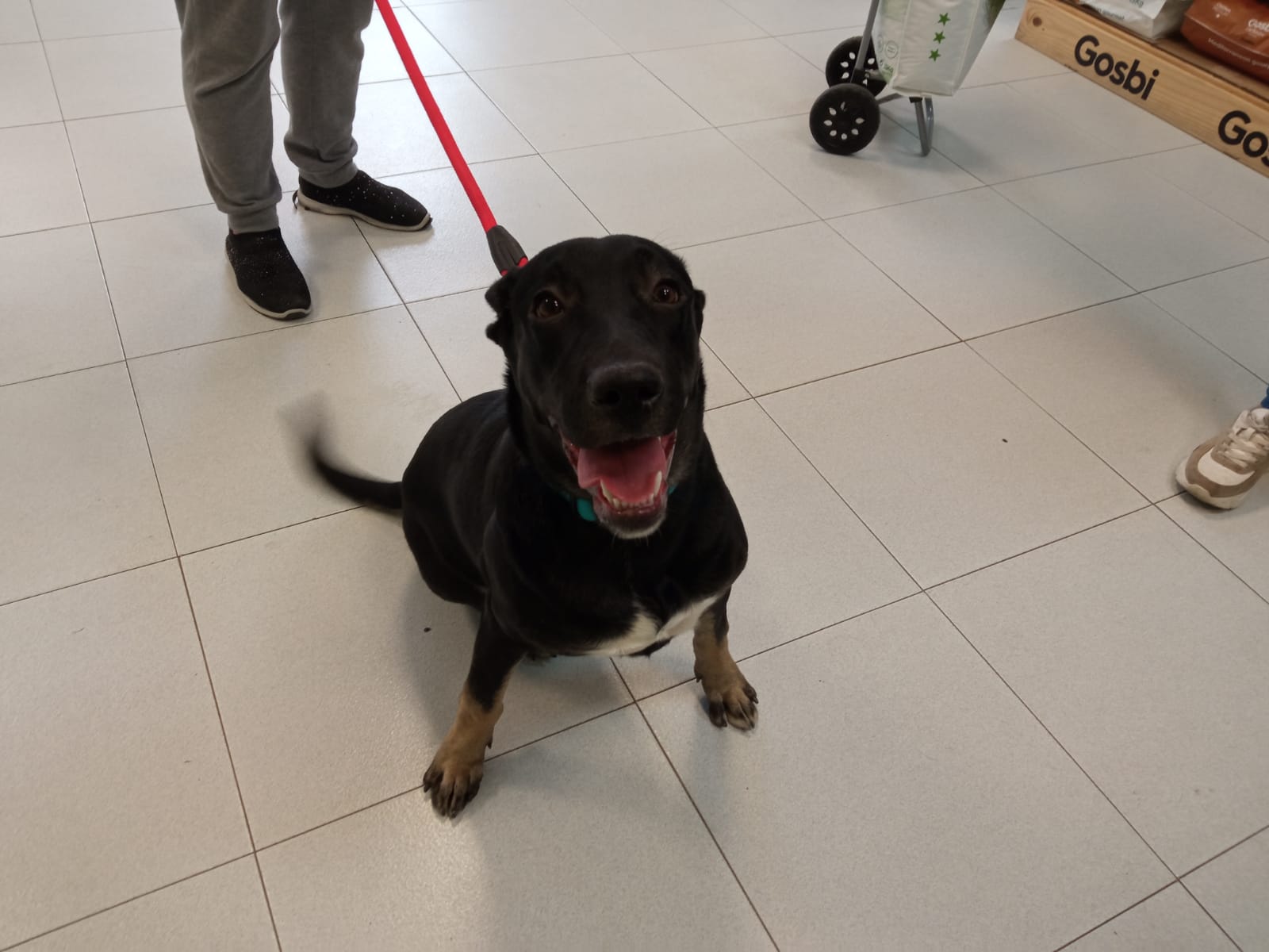 clinica veterinaria dakota azuqueca de henares guadalajara peluqueria canina gosbi ozono