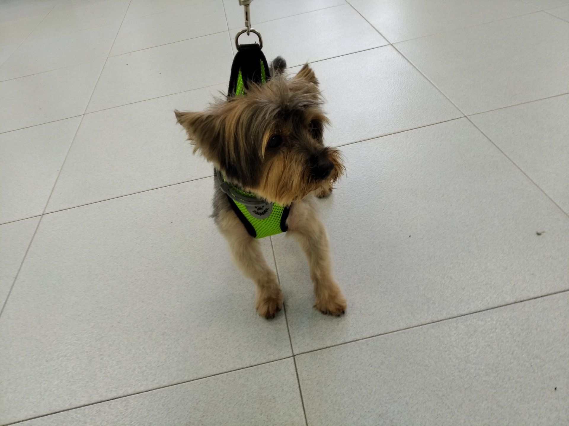 CLINICA VETERINARIA DAKOTA AZUQUECA DE HENARES GUADALAJARA GOSBI PELUQUERIA CANINA TIENDA OZONO