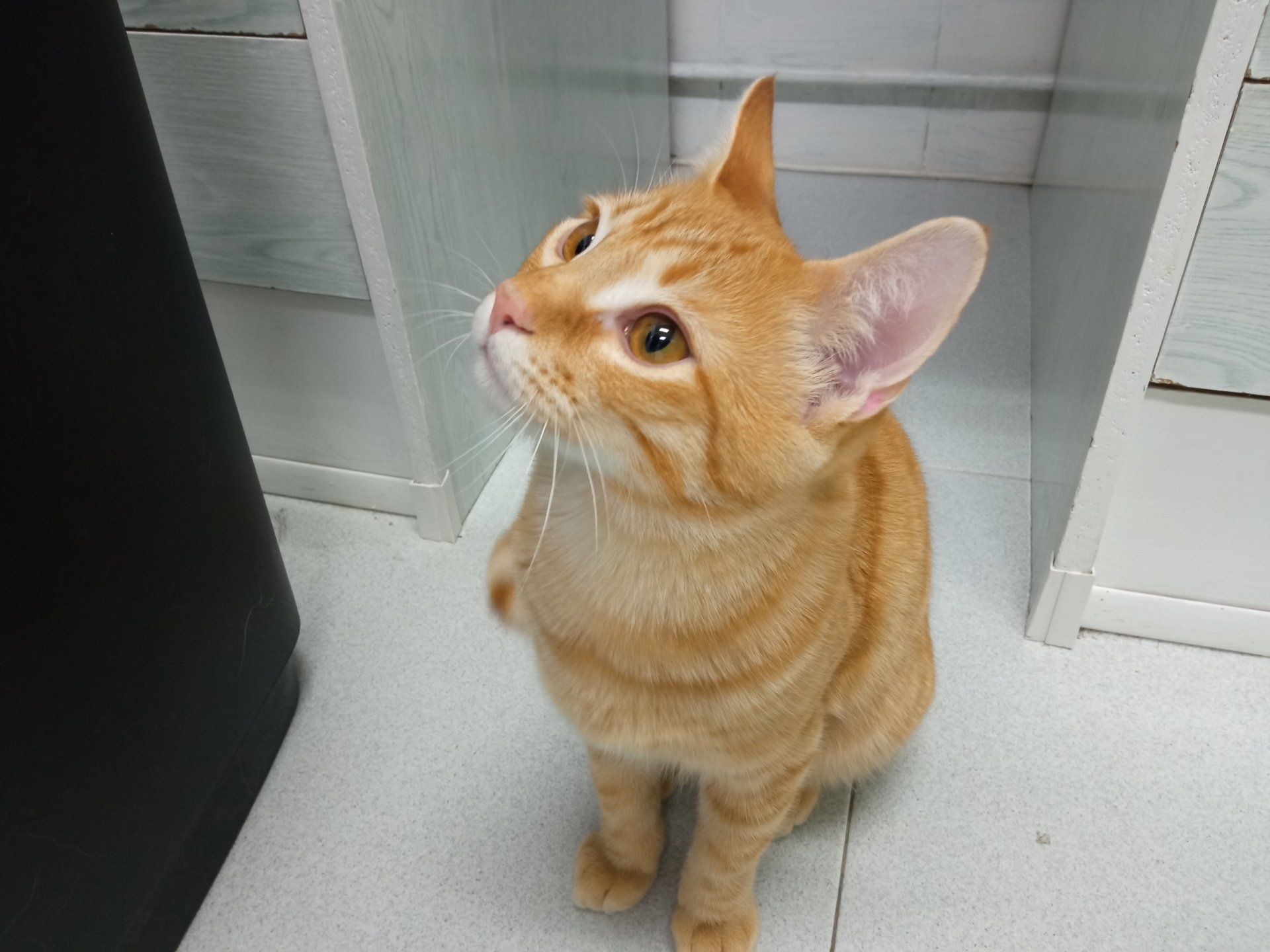 clinica veterinaria dakota azuqueca de henares guadalajara gosbi advance hill's royal canin peluqueria canina ozono phovia