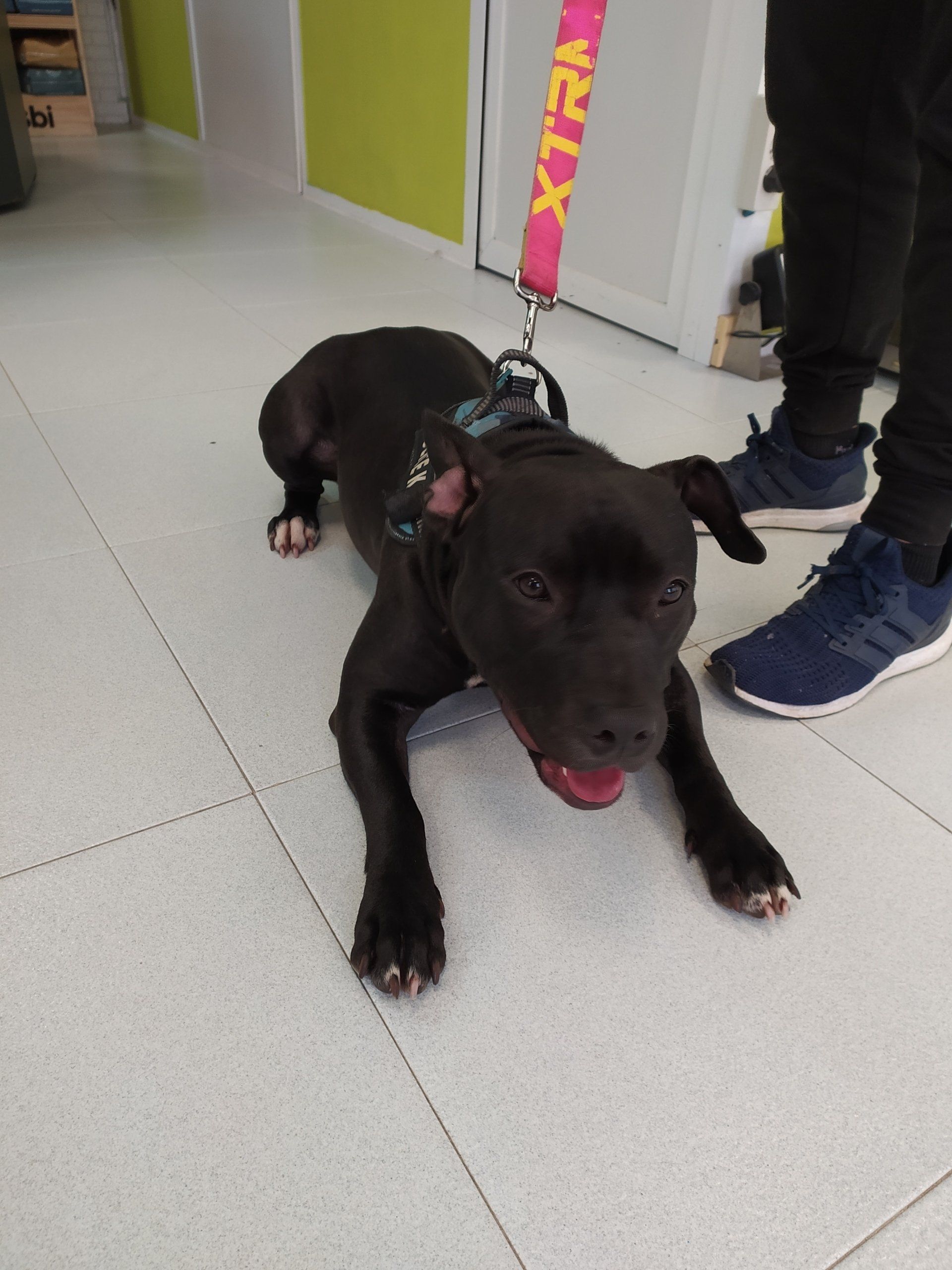 CLINICA VETERINARIA DAKOTA AZUQUECA DE HENARES GUADALAJARA GOSBI PELUQUERIA CANINA Y FELINA OZONO AROMATERAPIA ALIMENTACION PIENSOS CASTRACION