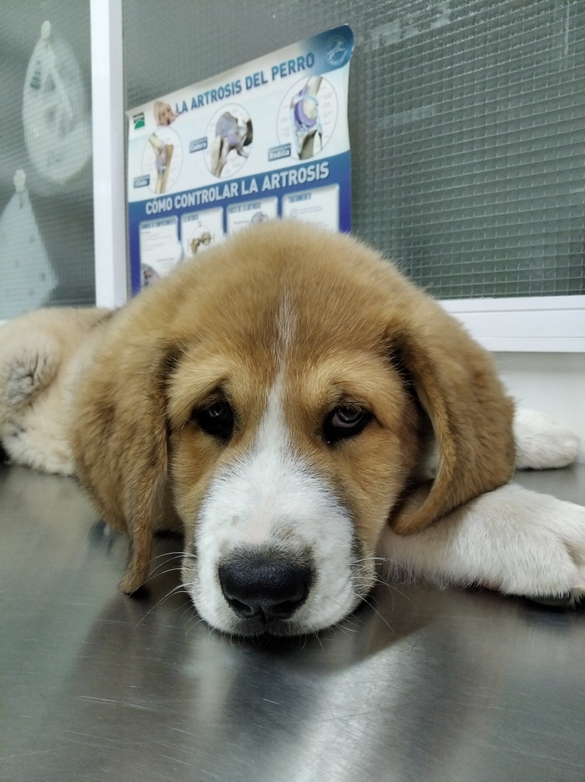 clinica veterinaria dakota azuqueca de henares guadalajara gosbi peluqueria canina cachorros ozono