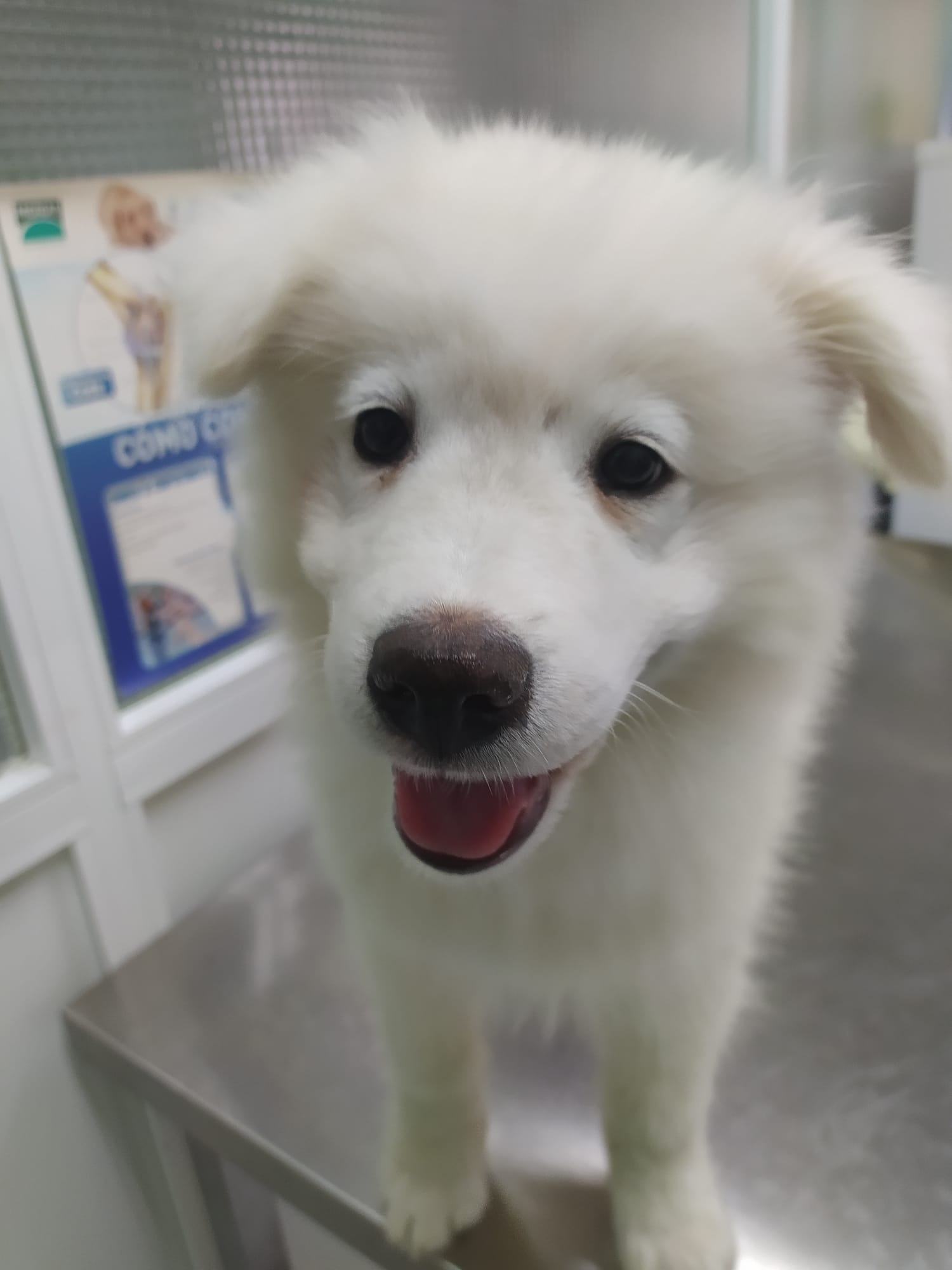 CLINICA VETERINARIA DAKOTA AZUQUECA DE HENARES GUADALAJARA GOSBI PELUQUERIA CANINA TIENDA OZONO