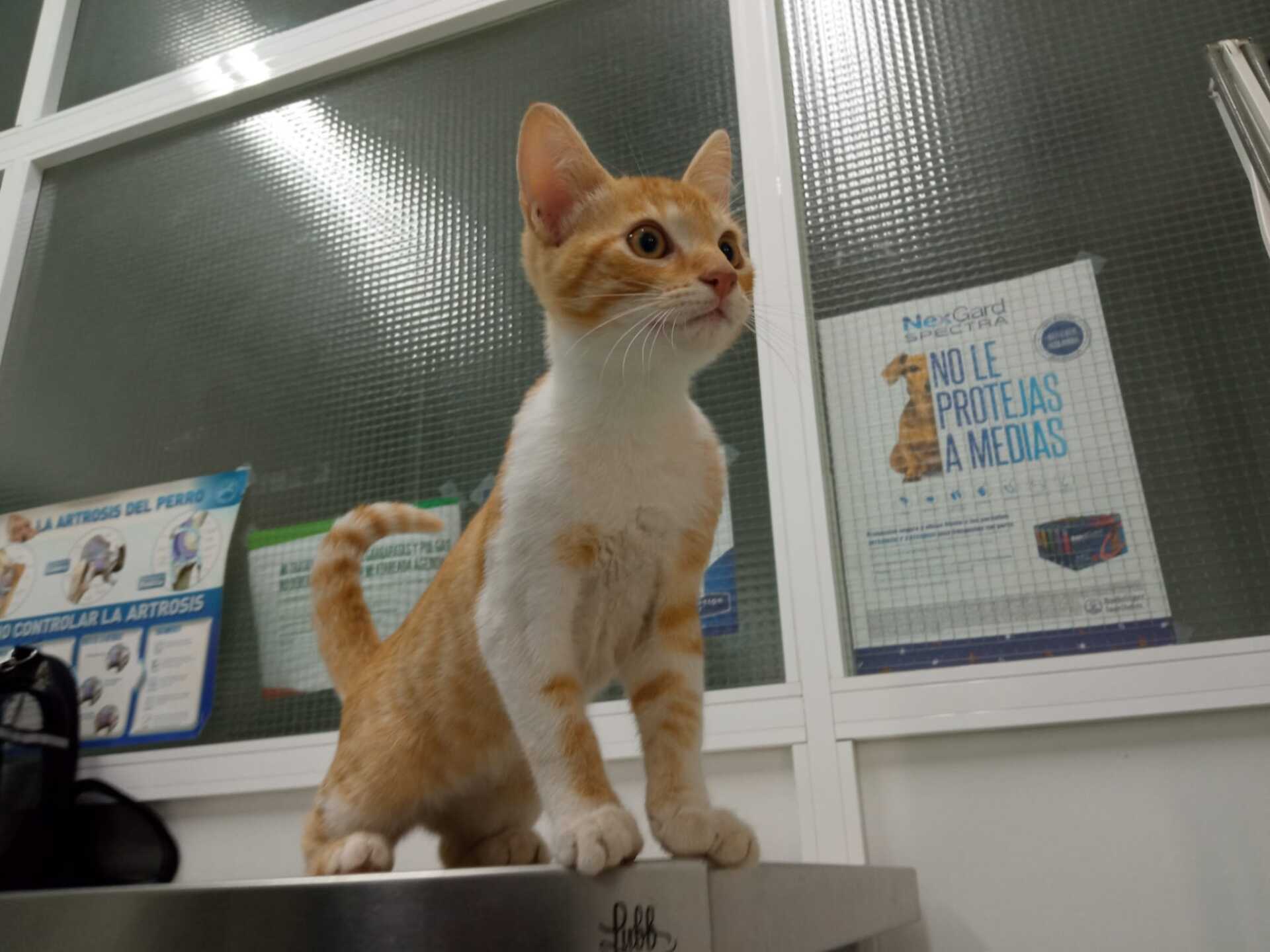 clinica veterianria dakota azuqueca de henares guadalajara gosbi alimentacion piensos accesorios peluqueria canina ozono cachorros gatitos