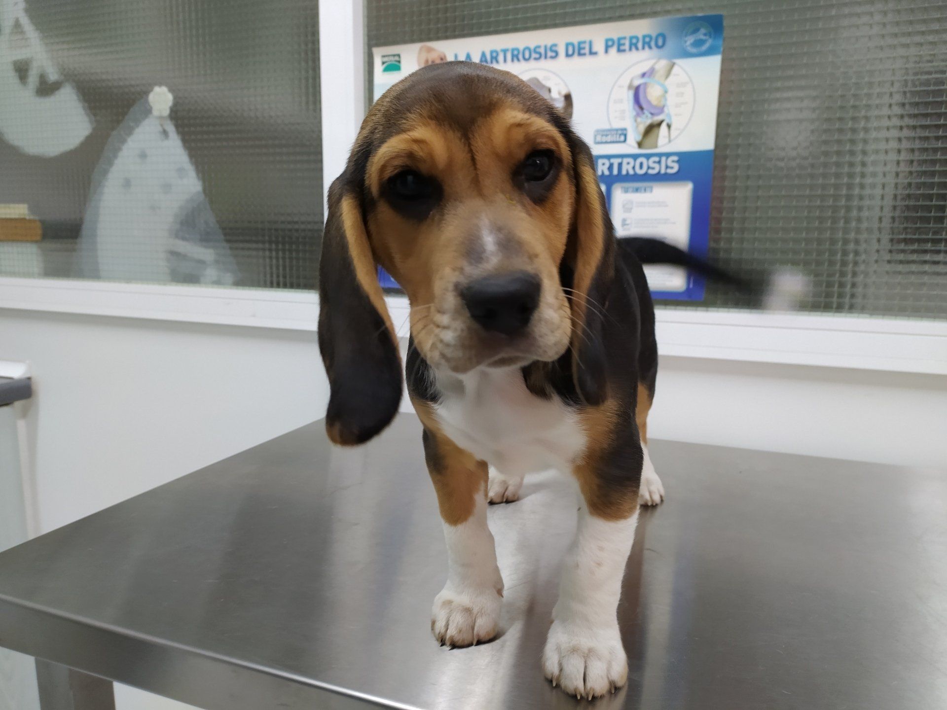 ODIN, CLINICA VETERINARIA DAKOTA AZUQUECA DE HENARES GUADALAJARA PELUQUERIA CANINA ALIMENTACION PIENSOS GOSBI OZONOTERAPIA CONSULTA VETERINARIO