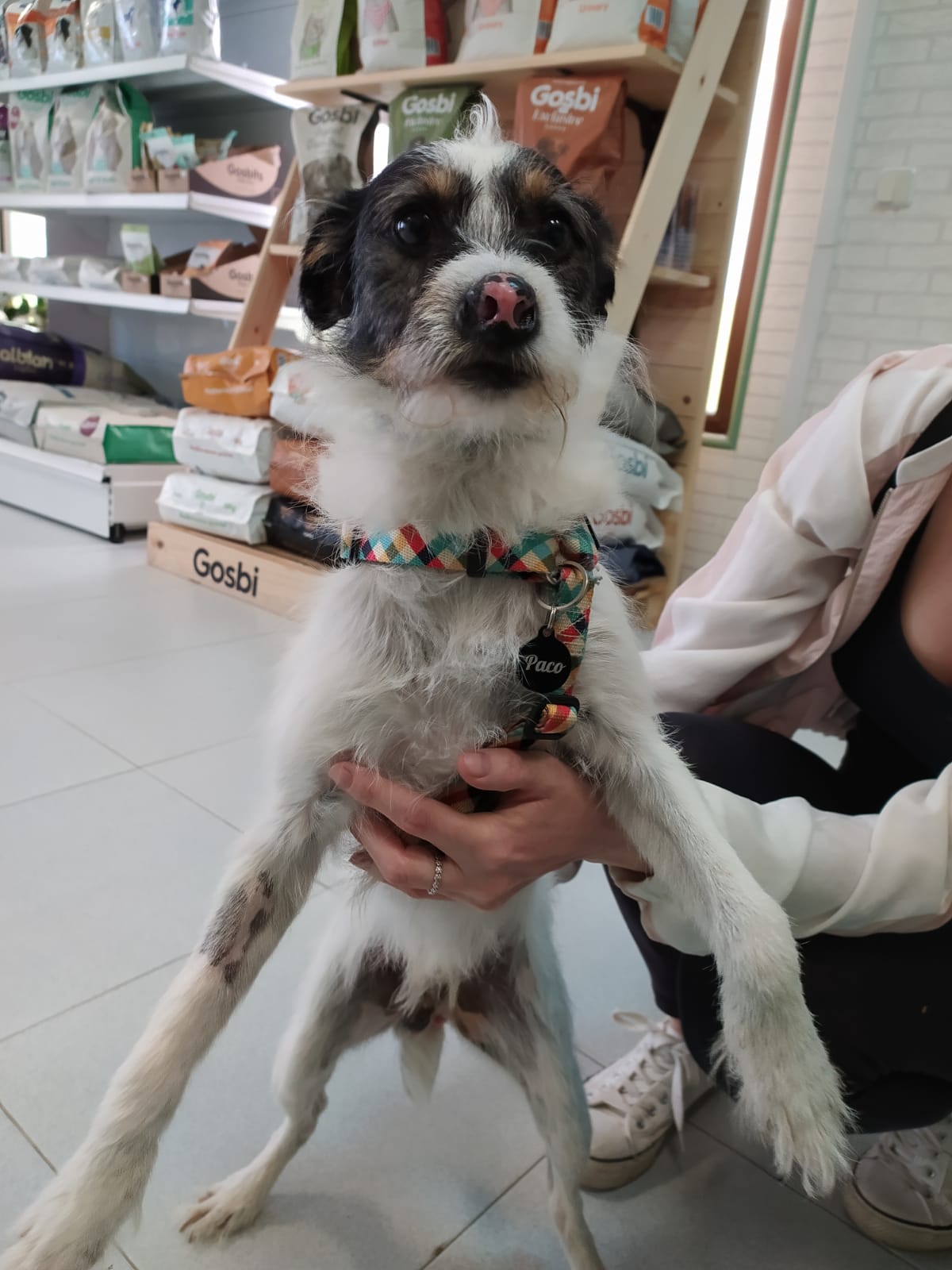 CLINICA VETERINARIA DAKOTA AZUQUECA DE HENARES GUADALAJARA GOSBI PELUQUERIA CANINA TIENDA OZONO