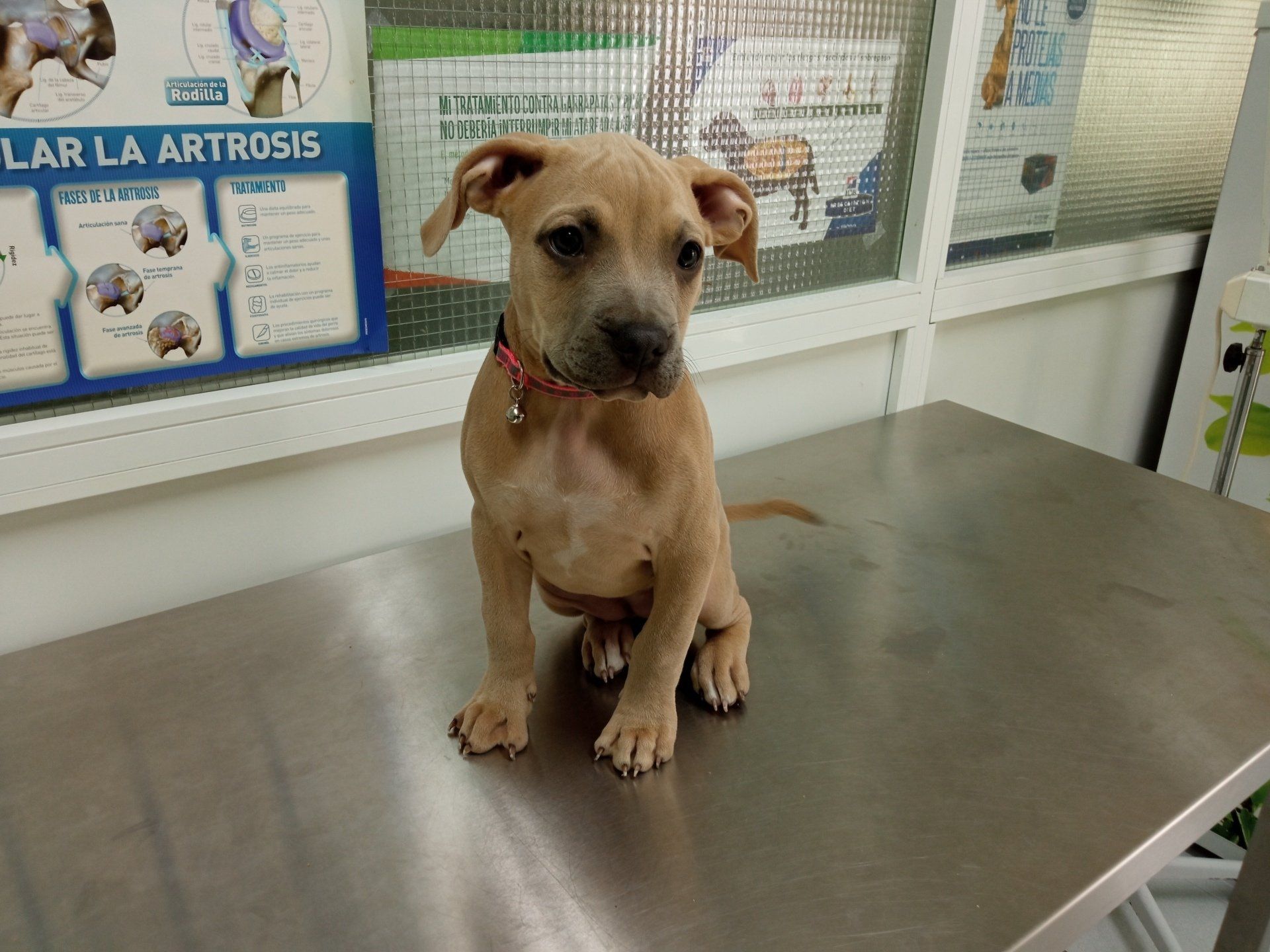clinica veterinaria dakota azuqueca de henares guadalajara peluqueria canina ozono gosbi alimentacion accesorios perros y gatos