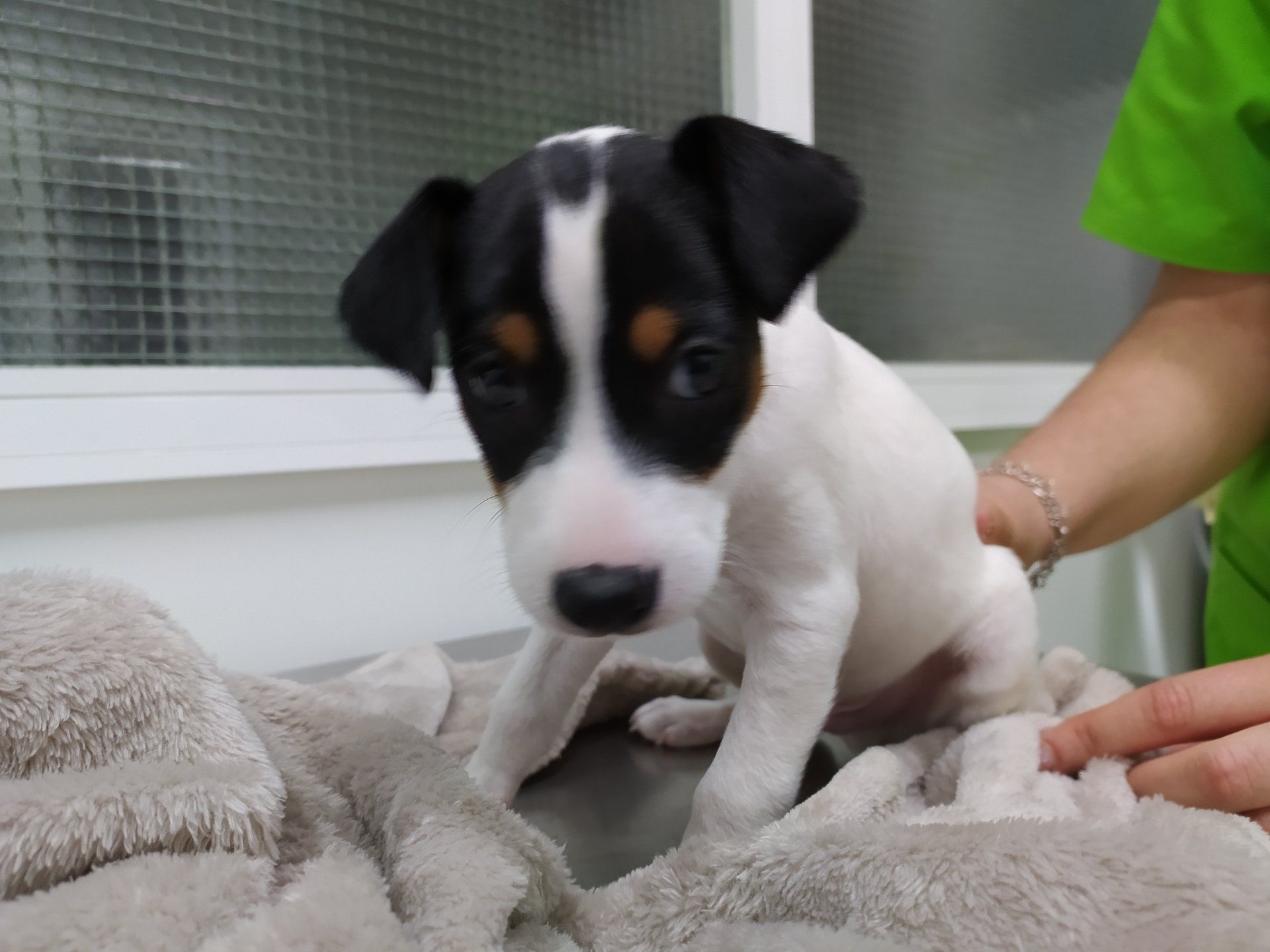 clinica veterinaria dakota azuqueca de henares guadalajara gosbi peluqueria canina ozono