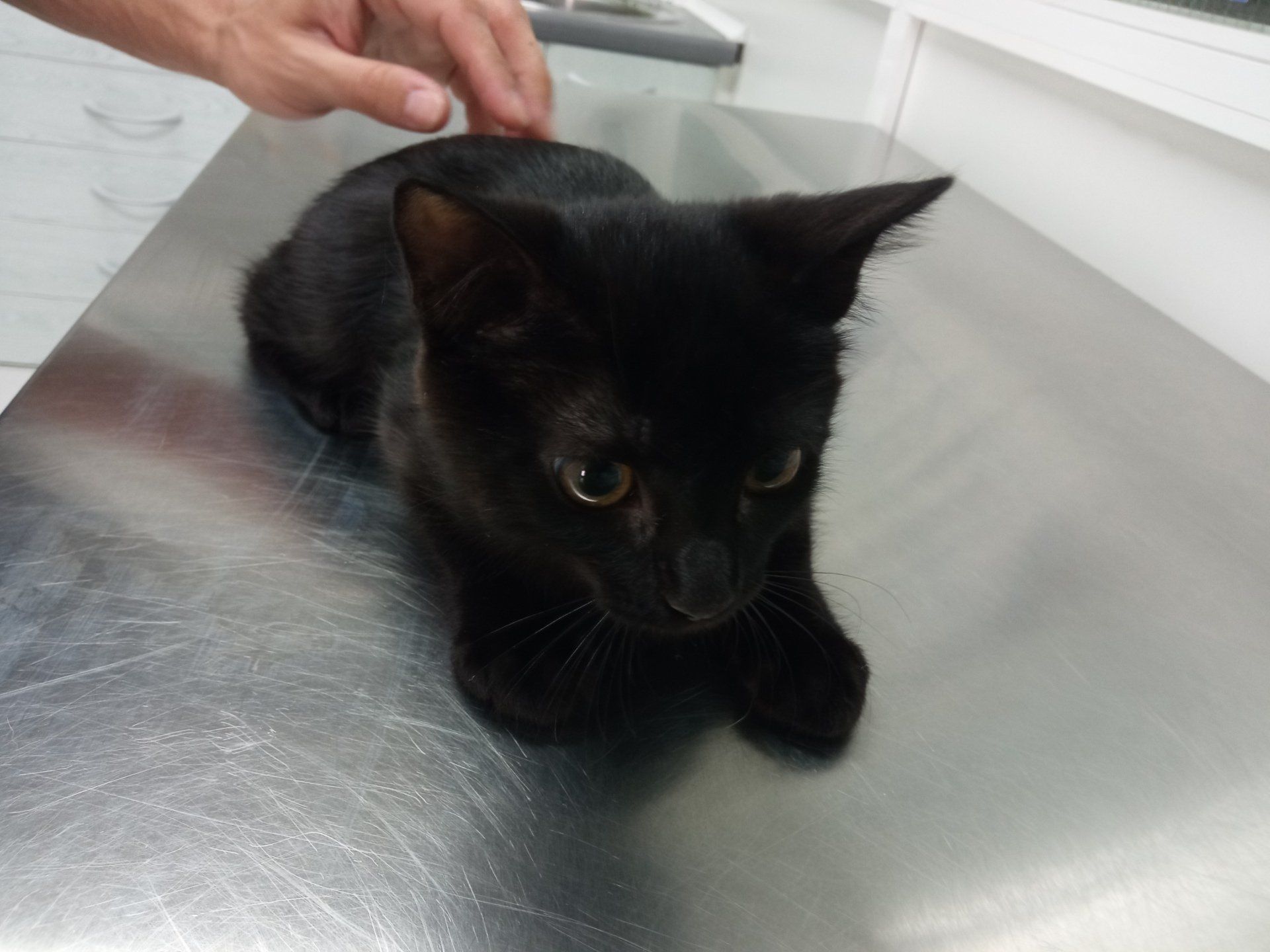 gatitos consulta gratis vacunas clinica veterinaria dakota centro veterinario gosbi azuqueca de henares guadalajara peluqueria canina ozonoterapia