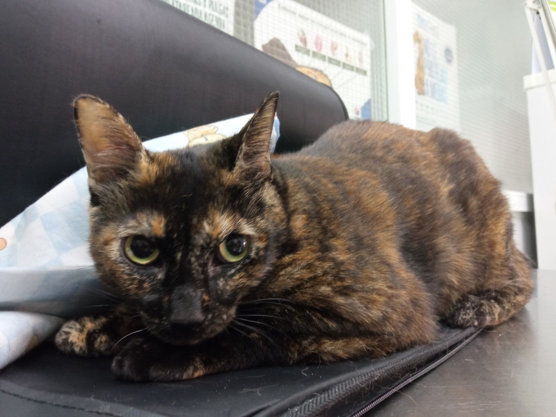 clinica veterinaria dakota medicina felina gatos consulta gosbi azuqueca de henares guadalajara