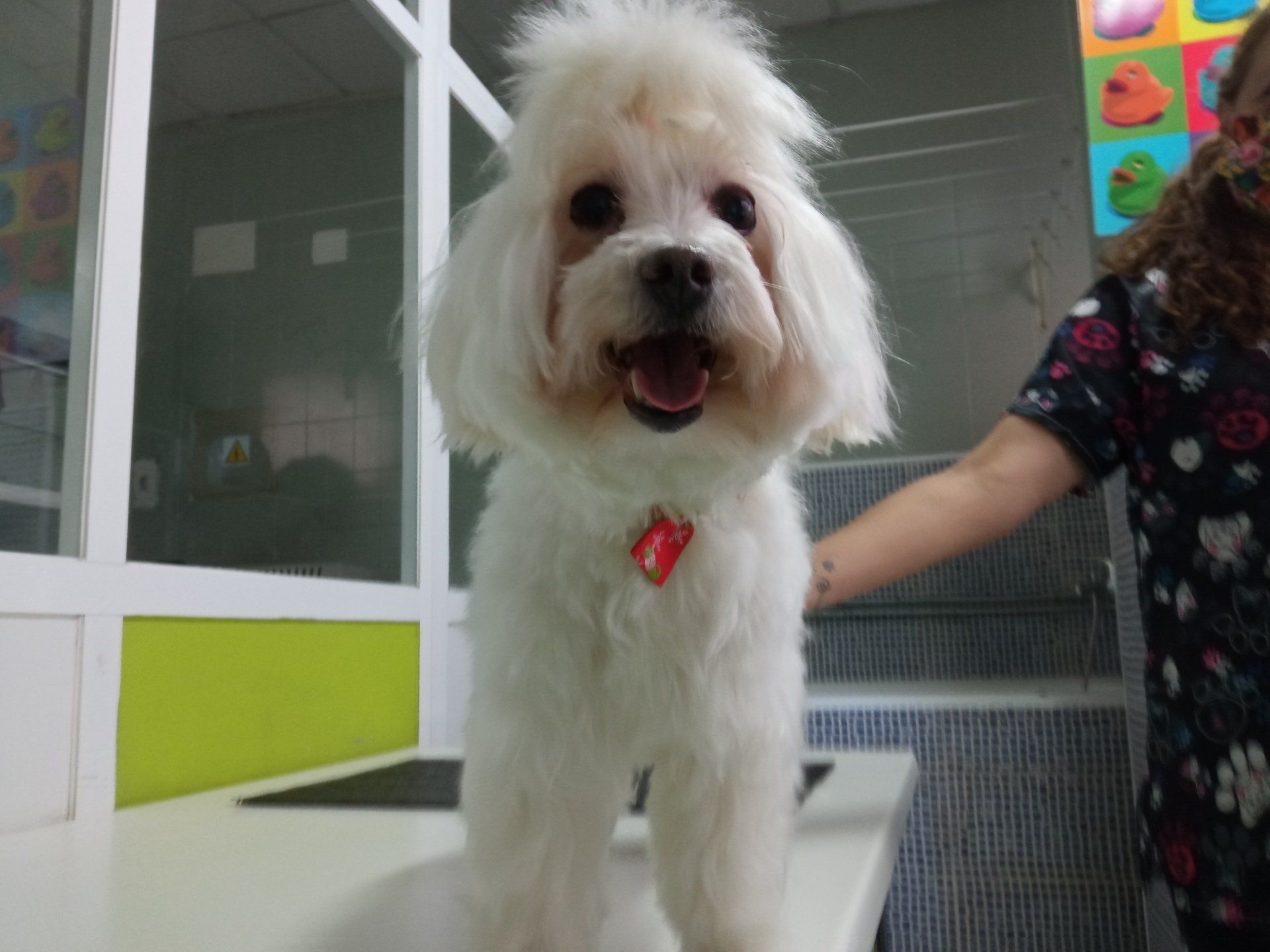 clinica veterinaria dakota azuqueca de hnares guadalajara gosbi advance hill's phovia ozono