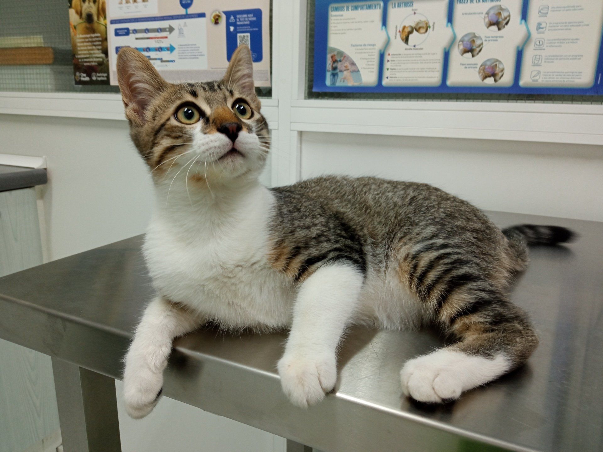 tasha gatito test leucemia vacuna consulta gatito clinica veterinaria dakota azuqueca de henares guadalajara peluqueria canina ozono gosbi