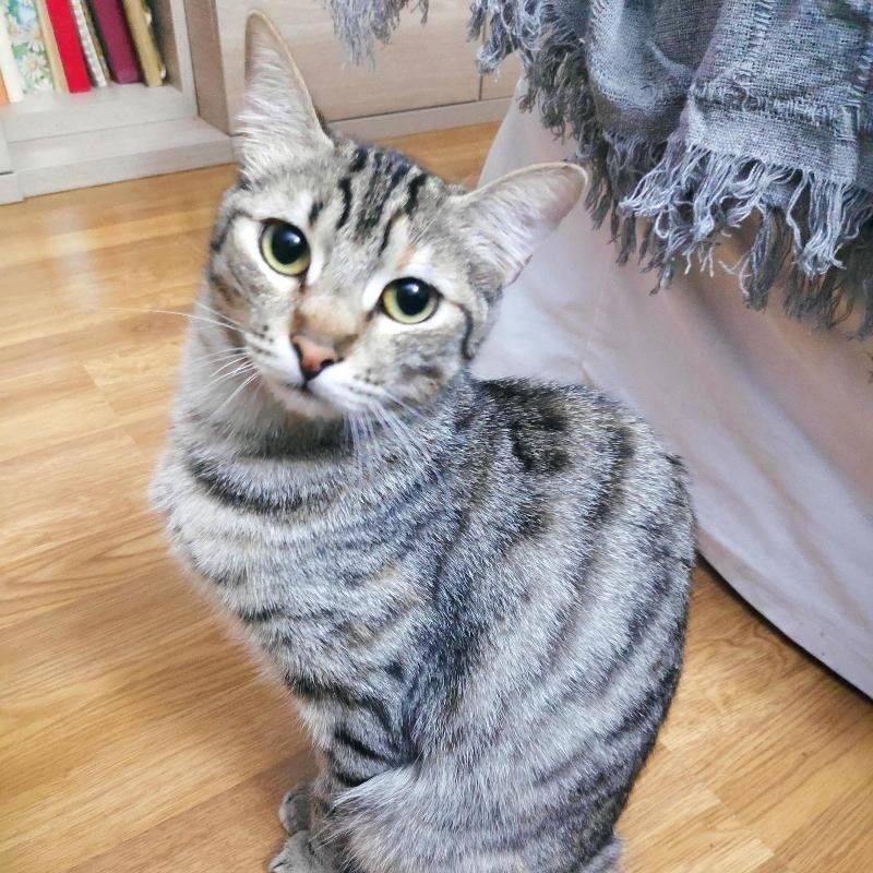 clinica veterinaria dakota azuqueca de henares guadalajara adopcion gatos gatitos