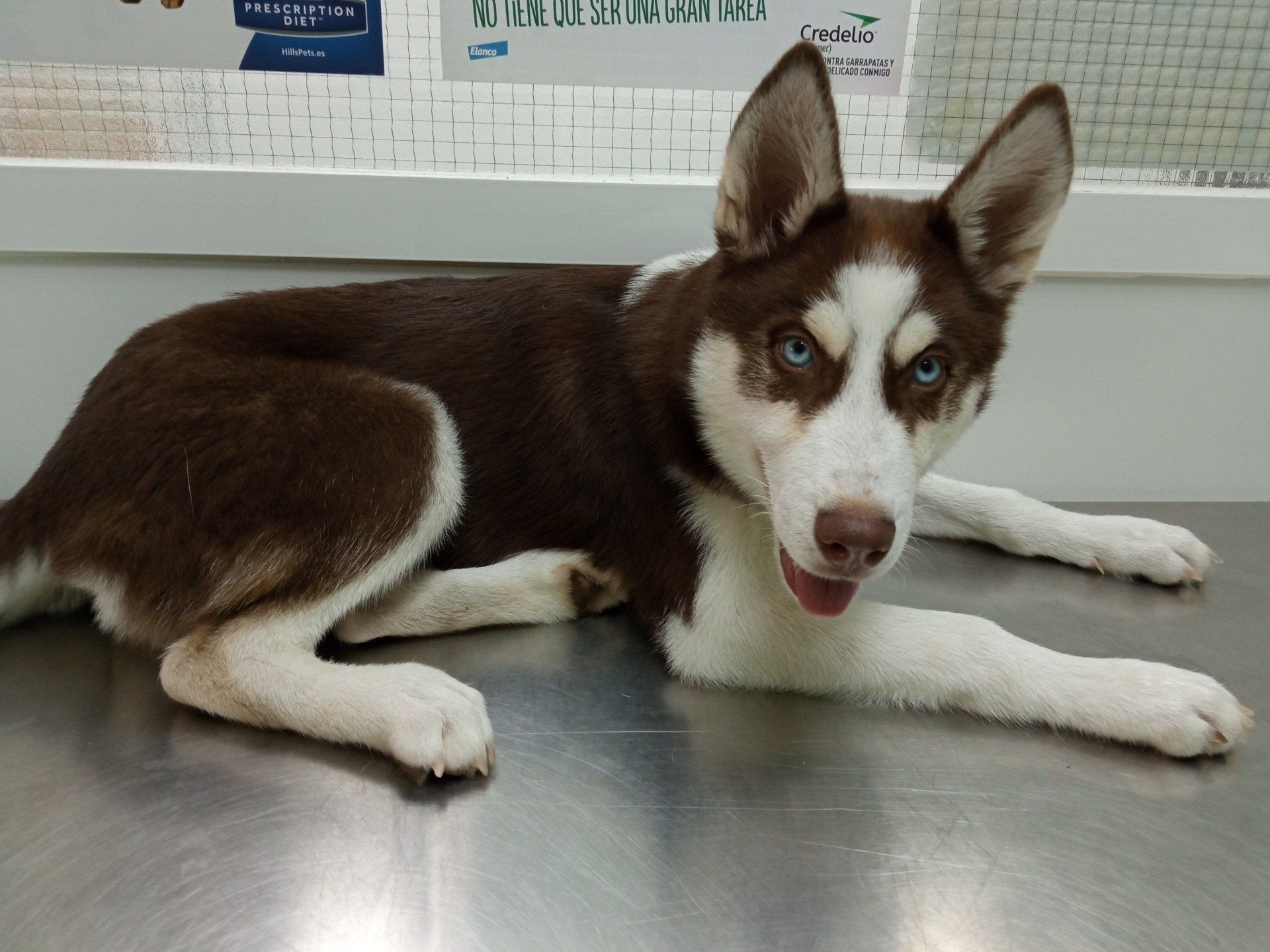 clinica veterinaria dakota azuqueca d ehenares guadalajara alimentacion gosbi pienso accesorios peluqueria canina guadalajara ozonoterapia vacunas