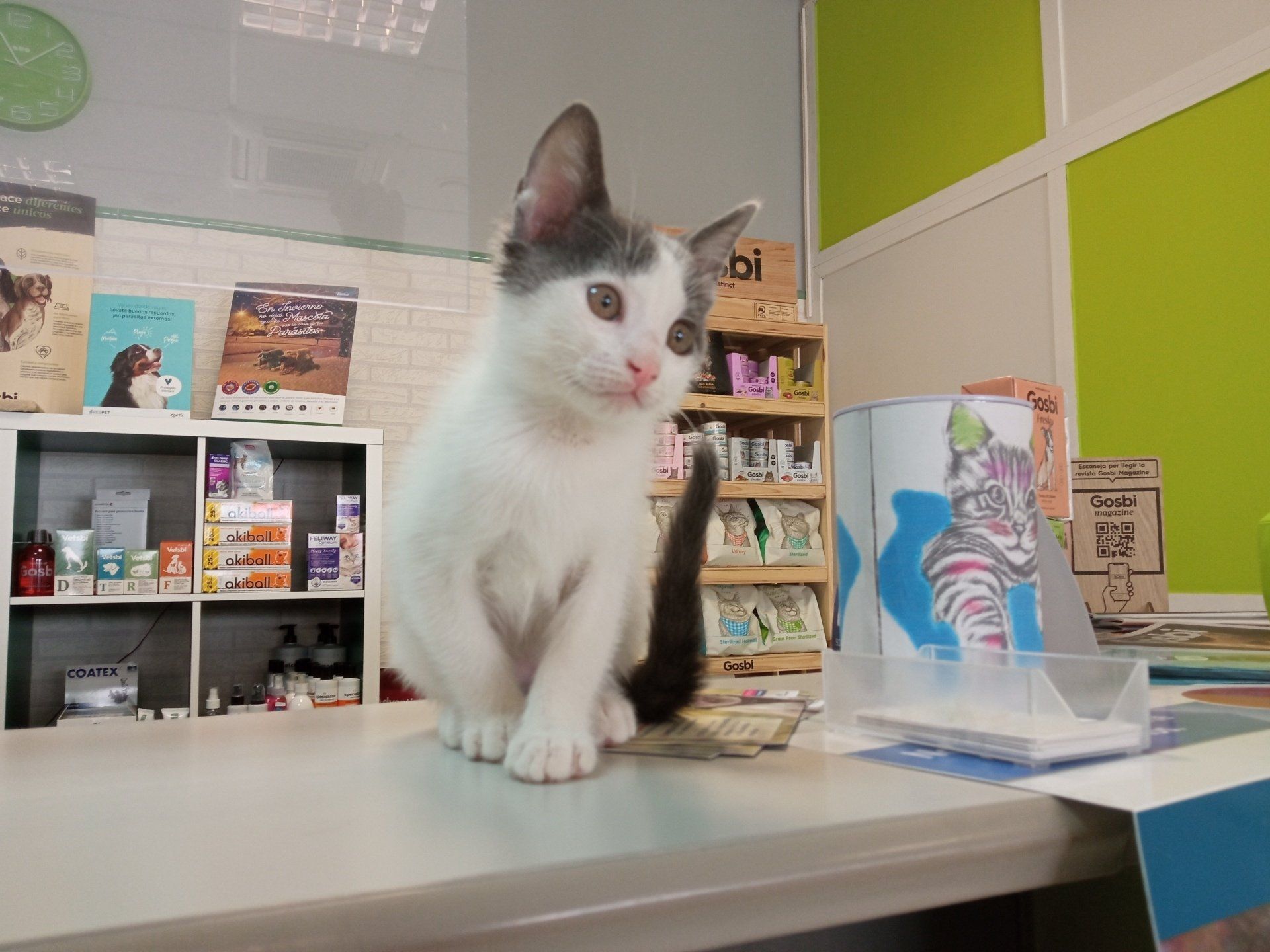 tommy gatito cachorro 1º consulta primera vacuna clinica veterinaria dakota azuqueca de henares guadalajara peluqueria canina alimentacion piensos gosbi ozonoterapia