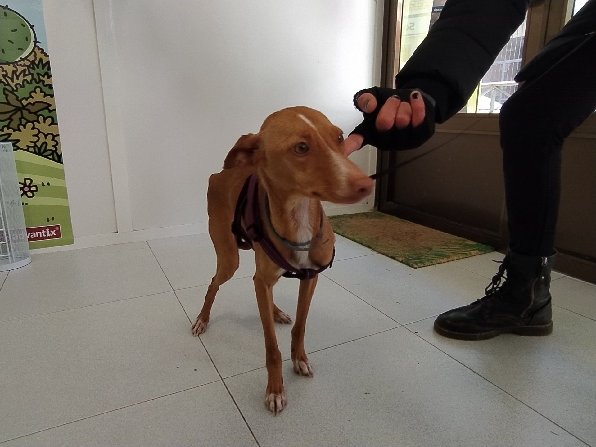 PODENCO CLINICA VETERINARIA AZUQUECA DE HENARES CLINICA VETERINARIOS DAKOTA PELUQUERIA CANINA OZONO GOSBI