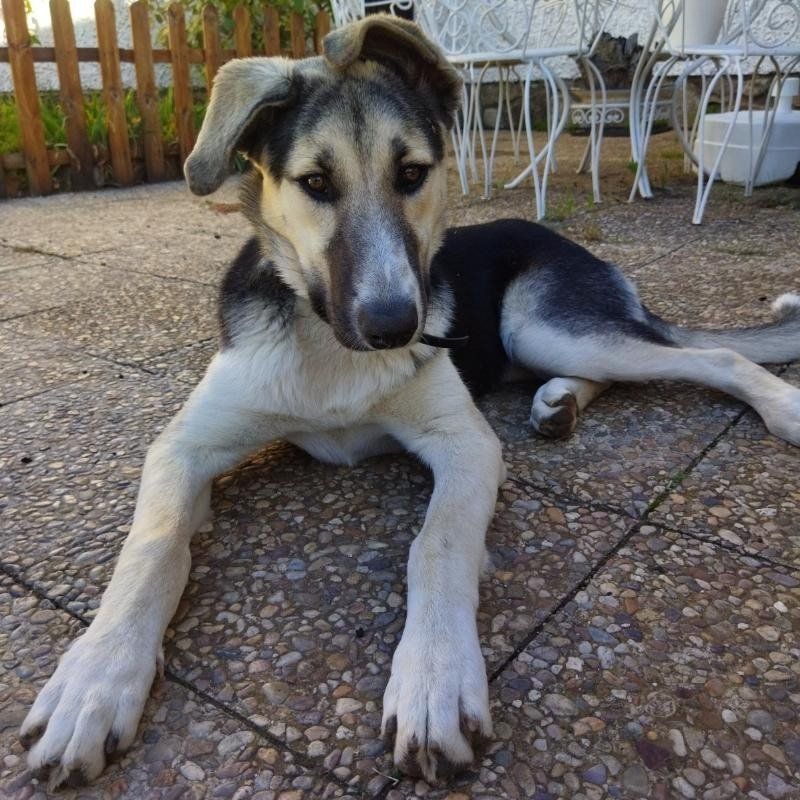 clinica veterinaria dakota azuqueca de henares guadalajara adopcion adopta adoptas peluqueria canina felina gosbi